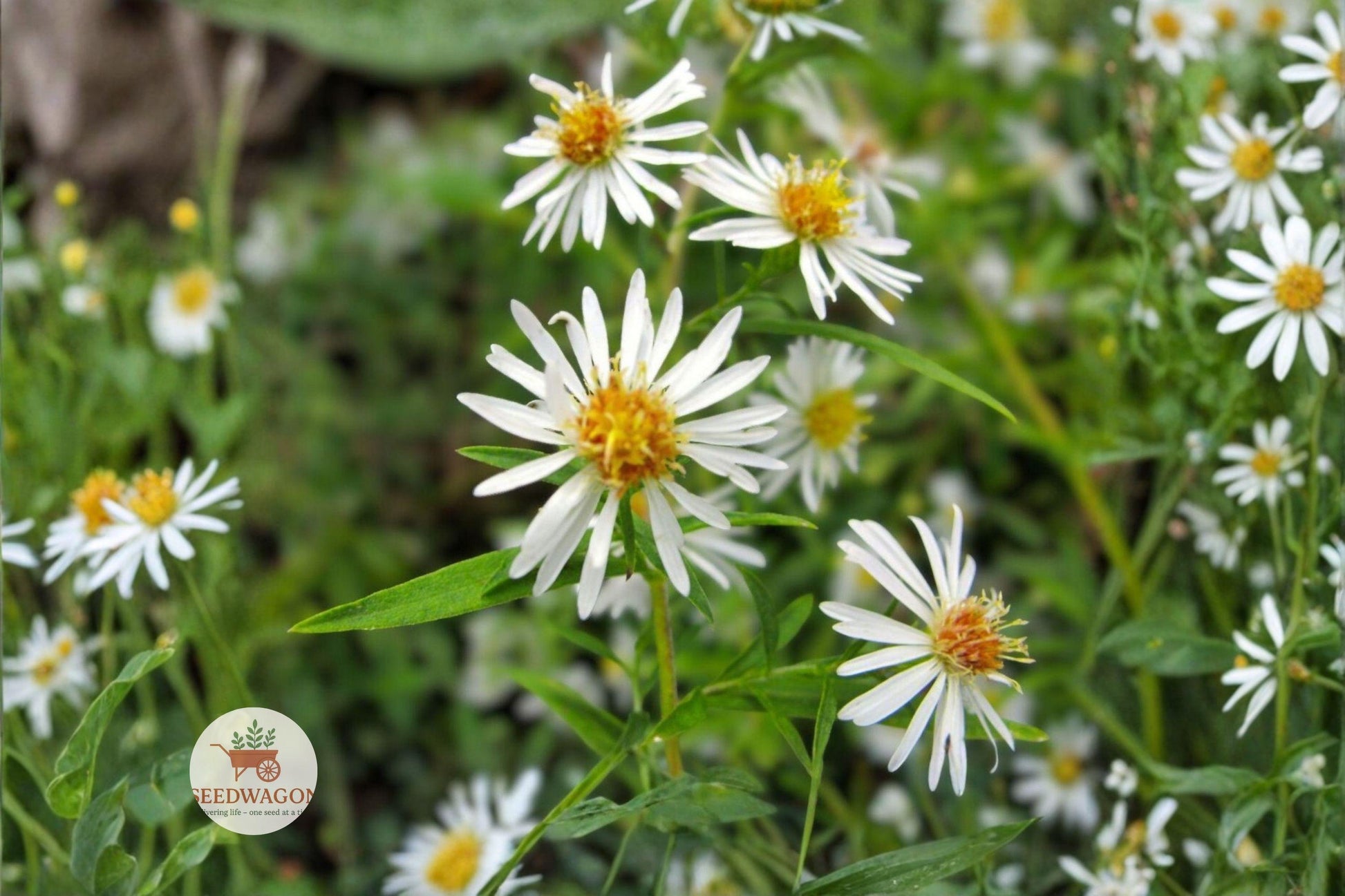 Boltonia Asteroides Seeds - 100 False Aster Wildflower Seeds, Native Pollinator Plant, White to Pale Lavender Blooms