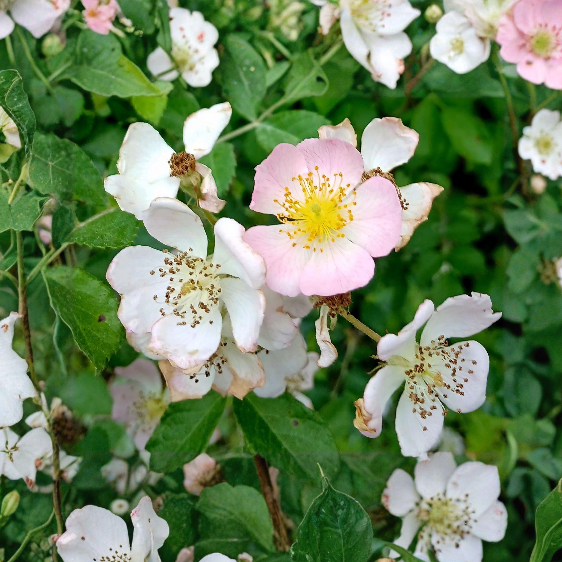 Blush Climbing Rose Plant - 1 Bare Root | Fragrant Pale Pink Blooms | Rosa spp. | Hardy Garden Vine for Fences and Trellises