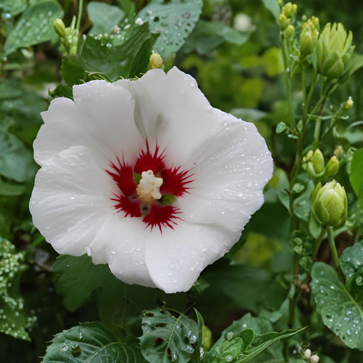 White Hardy Hibiscus Plant - Bare Root Perennial with Giant White Blooms, Hibiscus grandiflorus, Attracts Butterflies and Hummingbirds