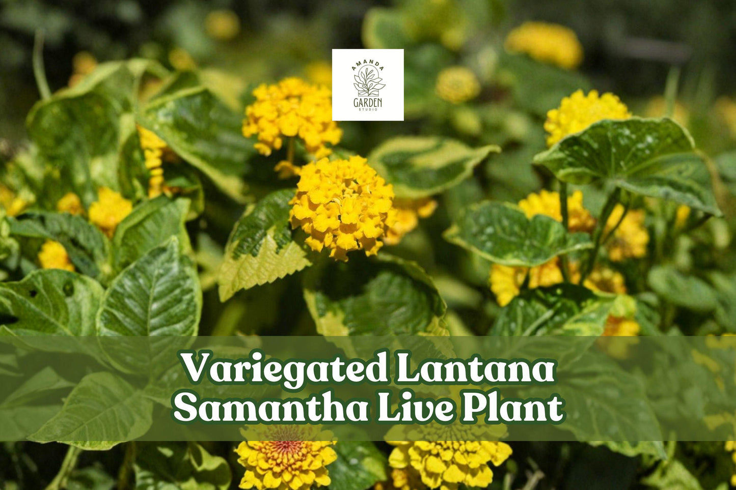 Variegated Lantana Samantha Starter Plant | Yellow Flowers | Lantana | Pollinator Friendly | Container Plant