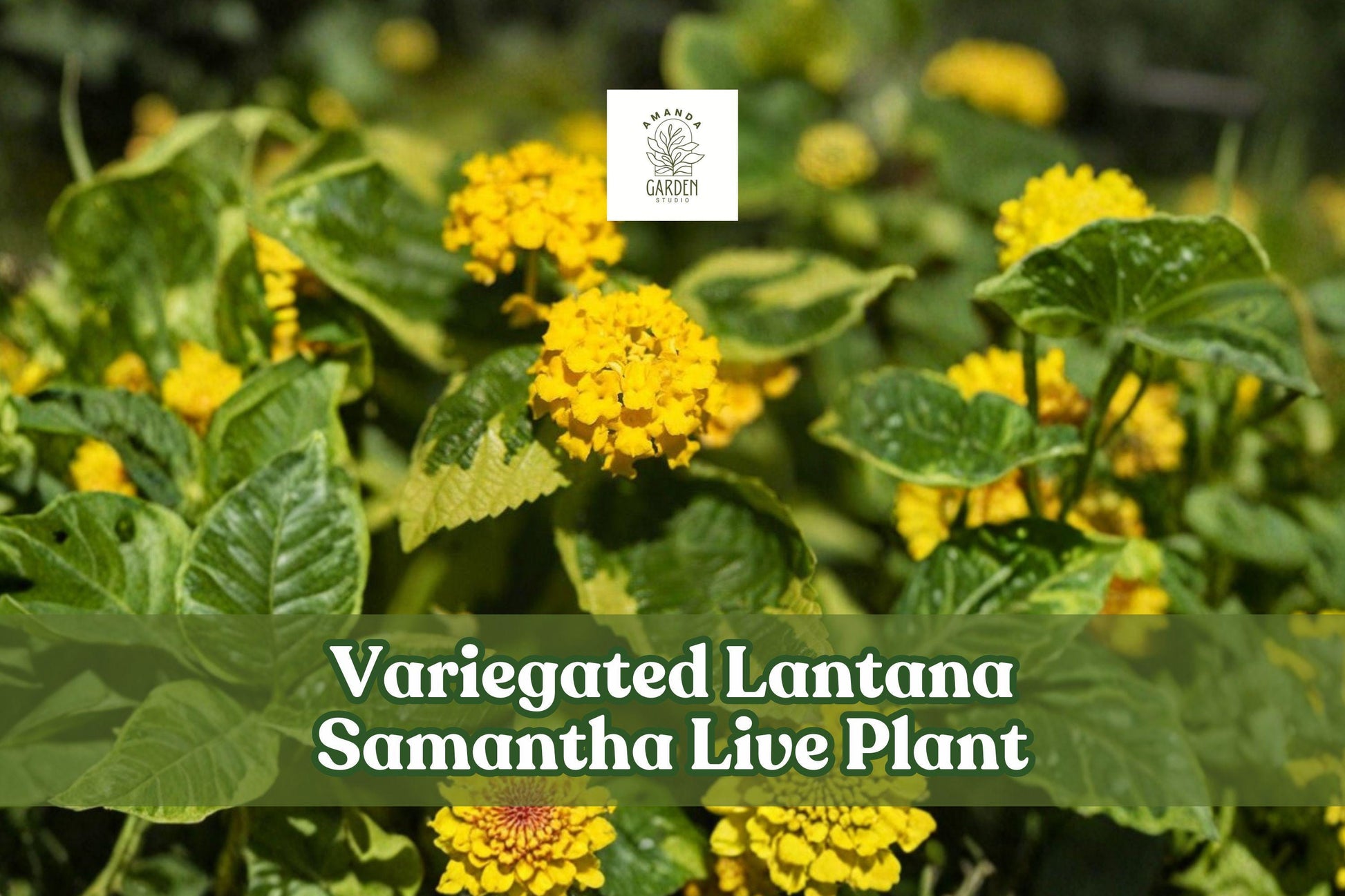Variegated Lantana Samantha Starter Plant | Yellow Flowers | Lantana | Pollinator Friendly | Container Plant