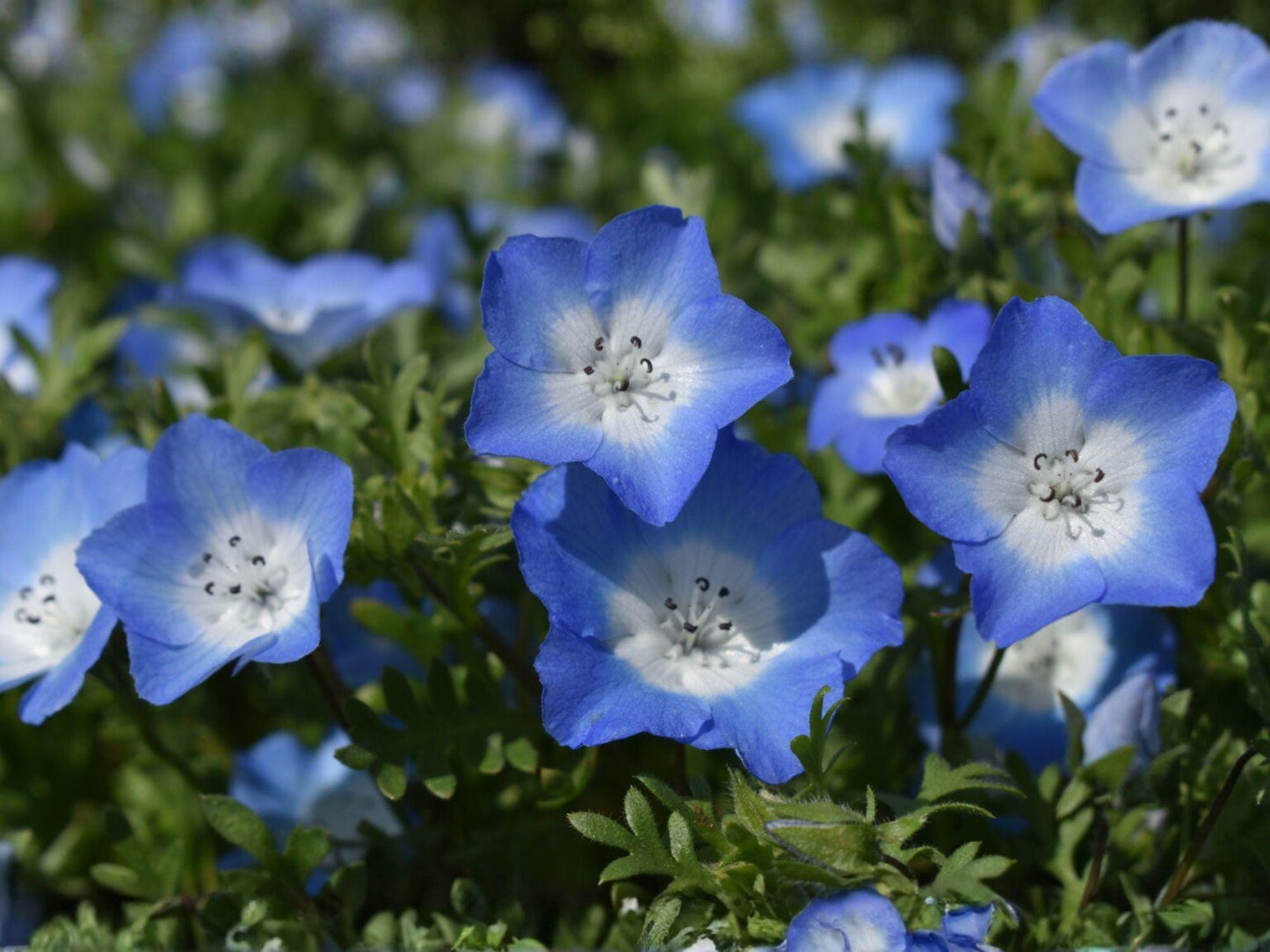 Baby Blue Eyes Flower Seeds - 100 Pack Nemophila menziesii Wildflower for Cottage Gardens & Pollinator-Friendly Landscapes