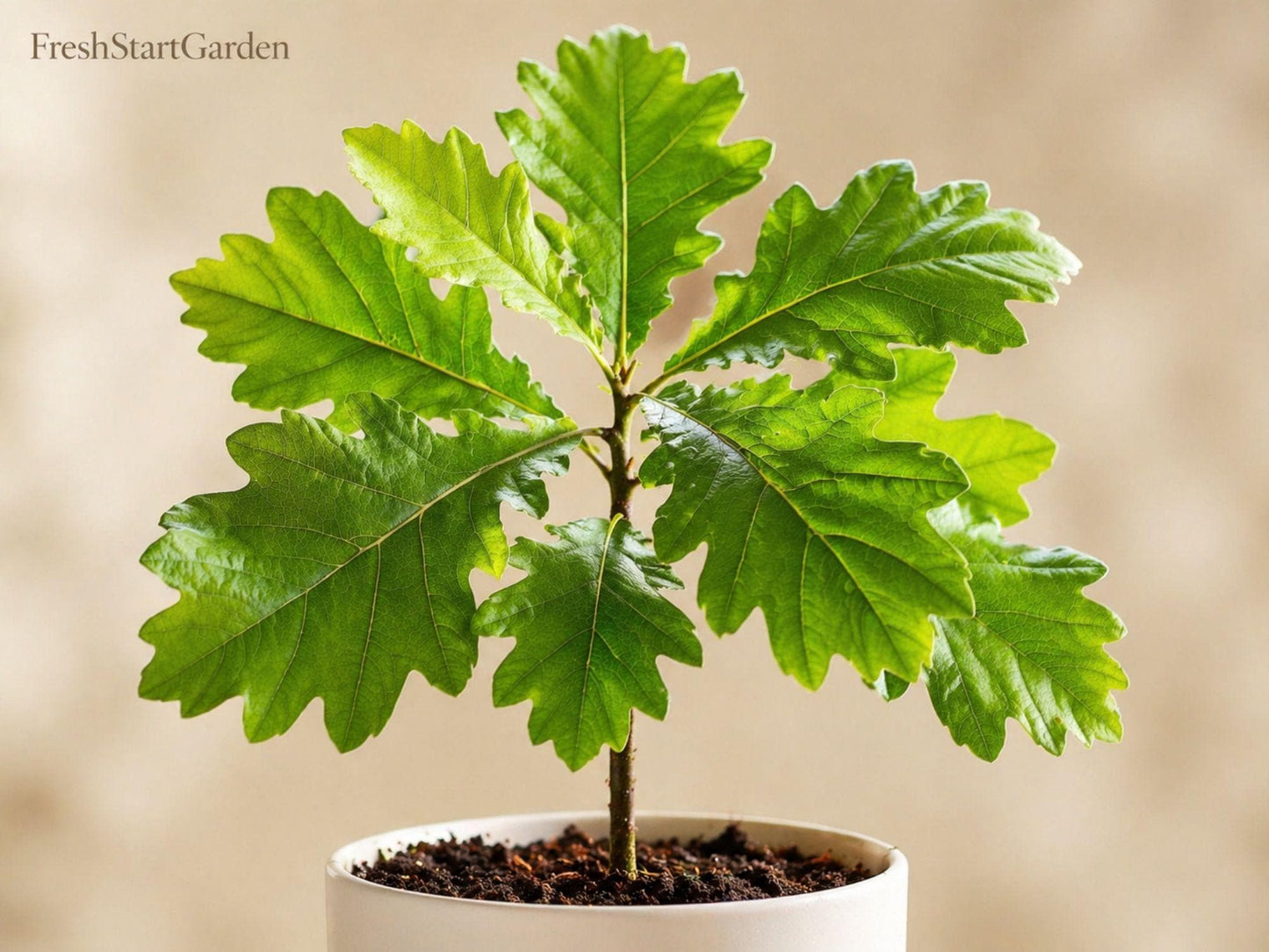 White Oak Tree Sapling 12-24in - Quercus alba - Native Bare Root Plant for Wildlife Habitat & Landscapes