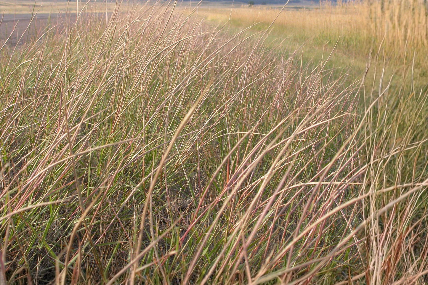 Sand Dropseed Seeds (100) | Sporobolus cryptandrus | Drought Tolerant Native Prairie Grass for Erosion Control & Xeriscaping