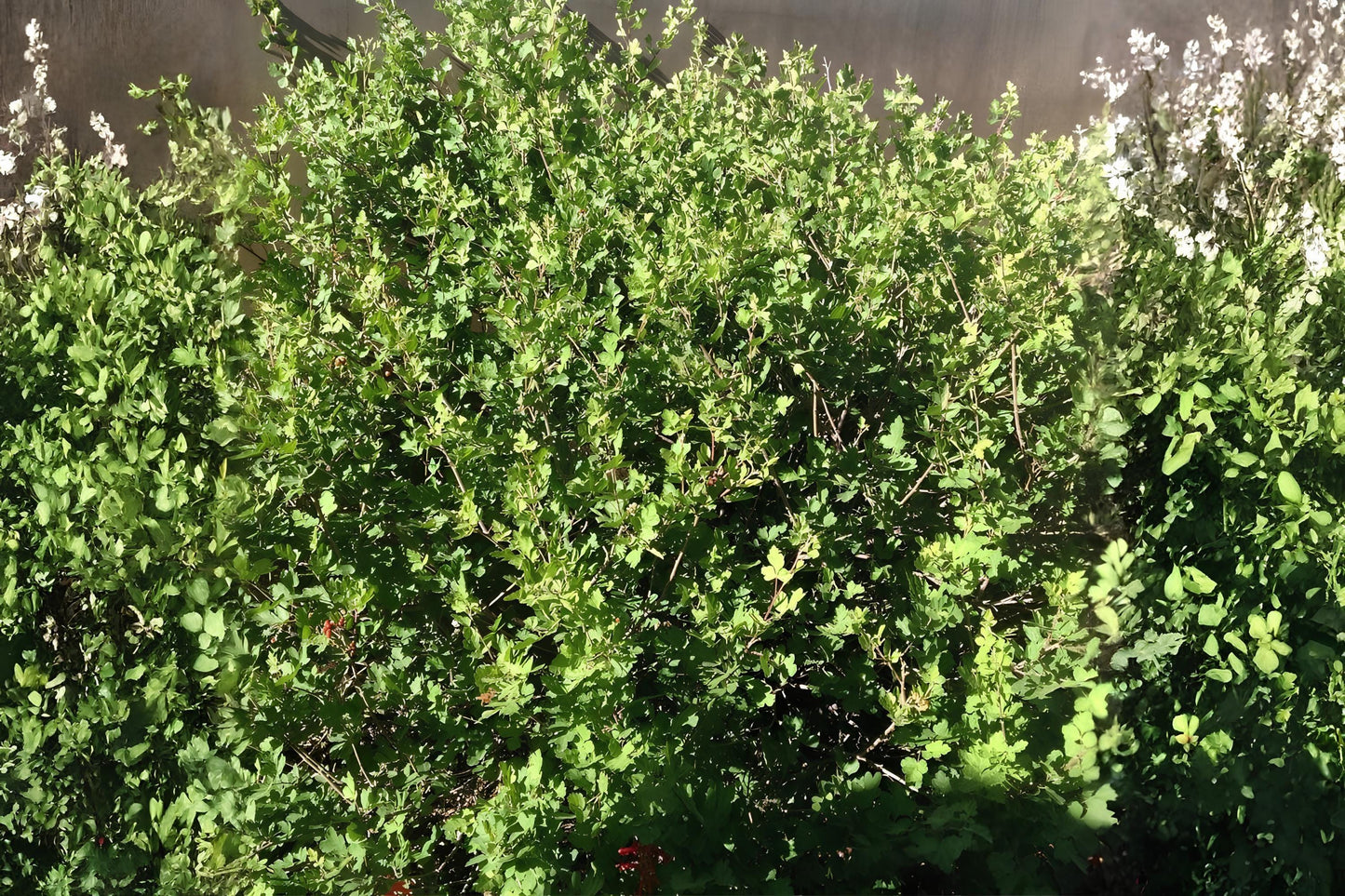 Skunkbush Sumac Seeds (10) | Rhus trilobata | Drought-Tolerant Native Shrub for Xeriscaping and Wildlife Habitat