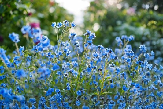 Blue Chinese Forget-Me-Not Seeds (50) - Cynoglossum amabile - Sky-Blue Annual Flower for Borders & Cottage Gardens