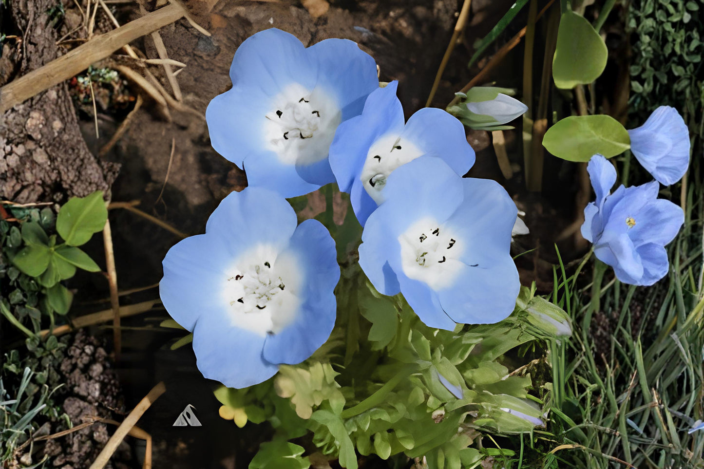 Baby Blue Eyes Seeds (100) | Nemophila menziesii | Sky-Blue Wildflower for Borders & Containers