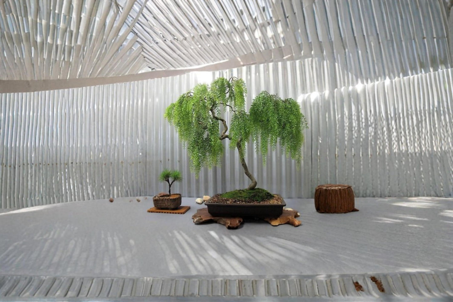 Weeping Willow Cutting 1 Thick Trunk Salix babylonica Bonsai Tree Starter for Propagation, Fast-Growing, Indoor Bonsai Plant