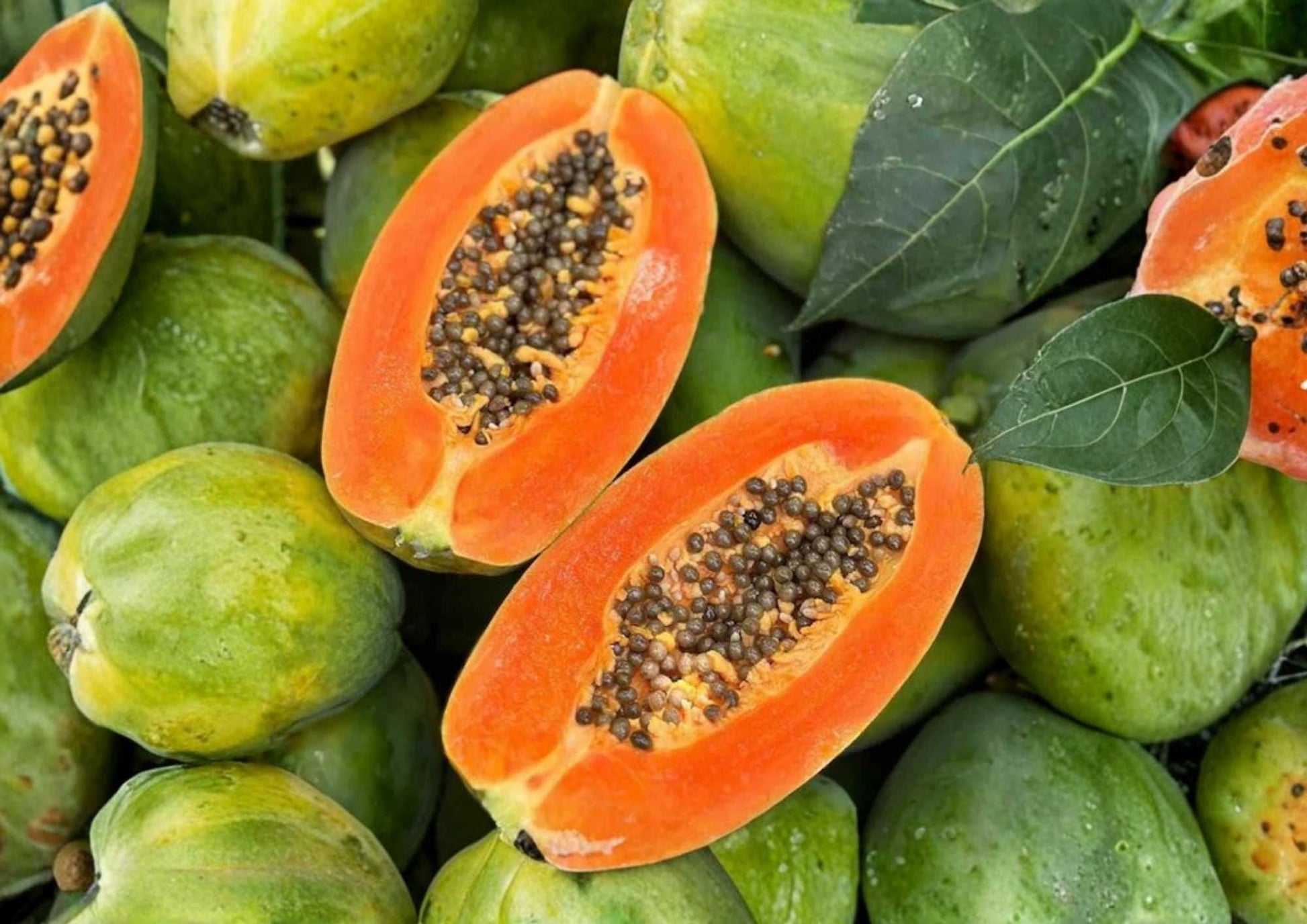 Papaya Seedling 12-24 Inches Tall - Carica papaya - Tropical Fruit Plant - Bloom Haven Nursery