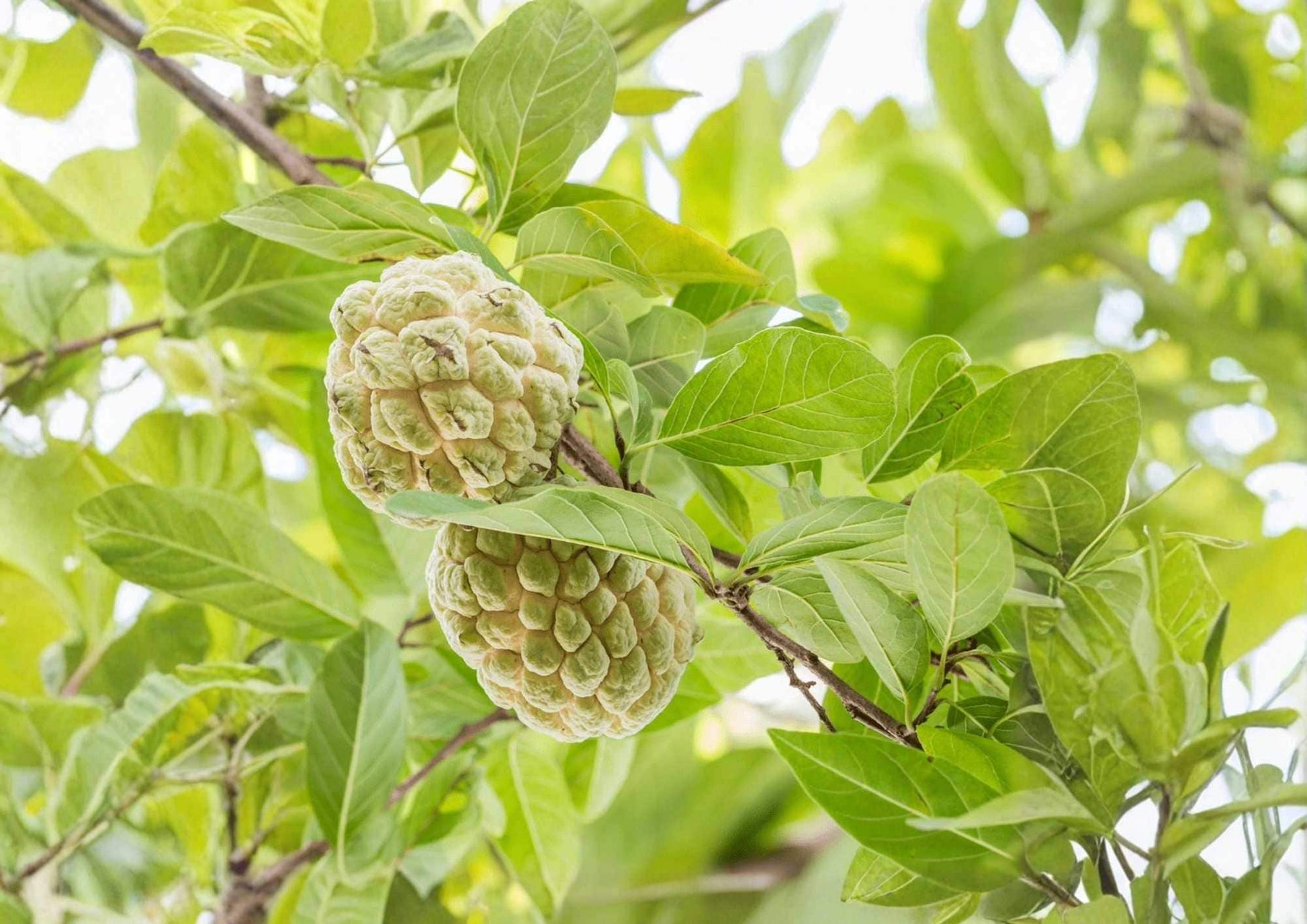 Custard Apple Live Fruit Tree 10-20 Inches - Annona squamosa - New Harvest Quality, Tropical Fruit Plant for Garden