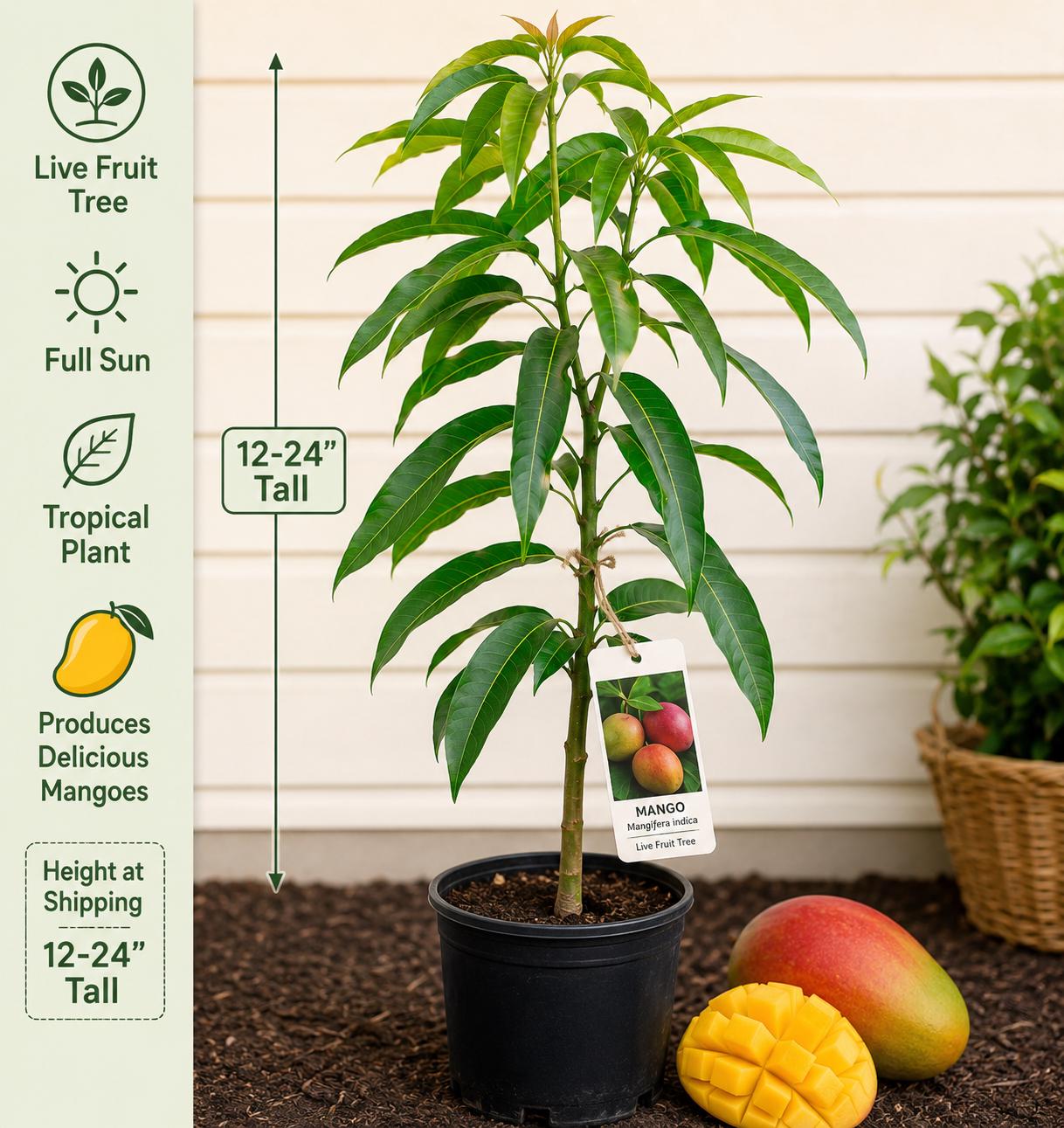 Mango Live Fruit Tree 12-24 Inches - Mangifera indica - Fresh Stock - Tropical Fruit Plant for Gardening