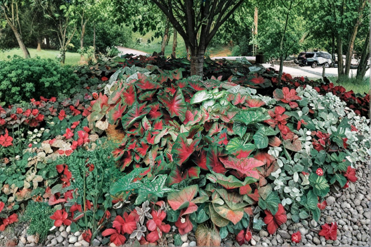 Mixed Caladium Bulb - Fancy Color Tropical Foliage Plant - Caladium bicolor - Ideal for Containers & Shaded Gardens