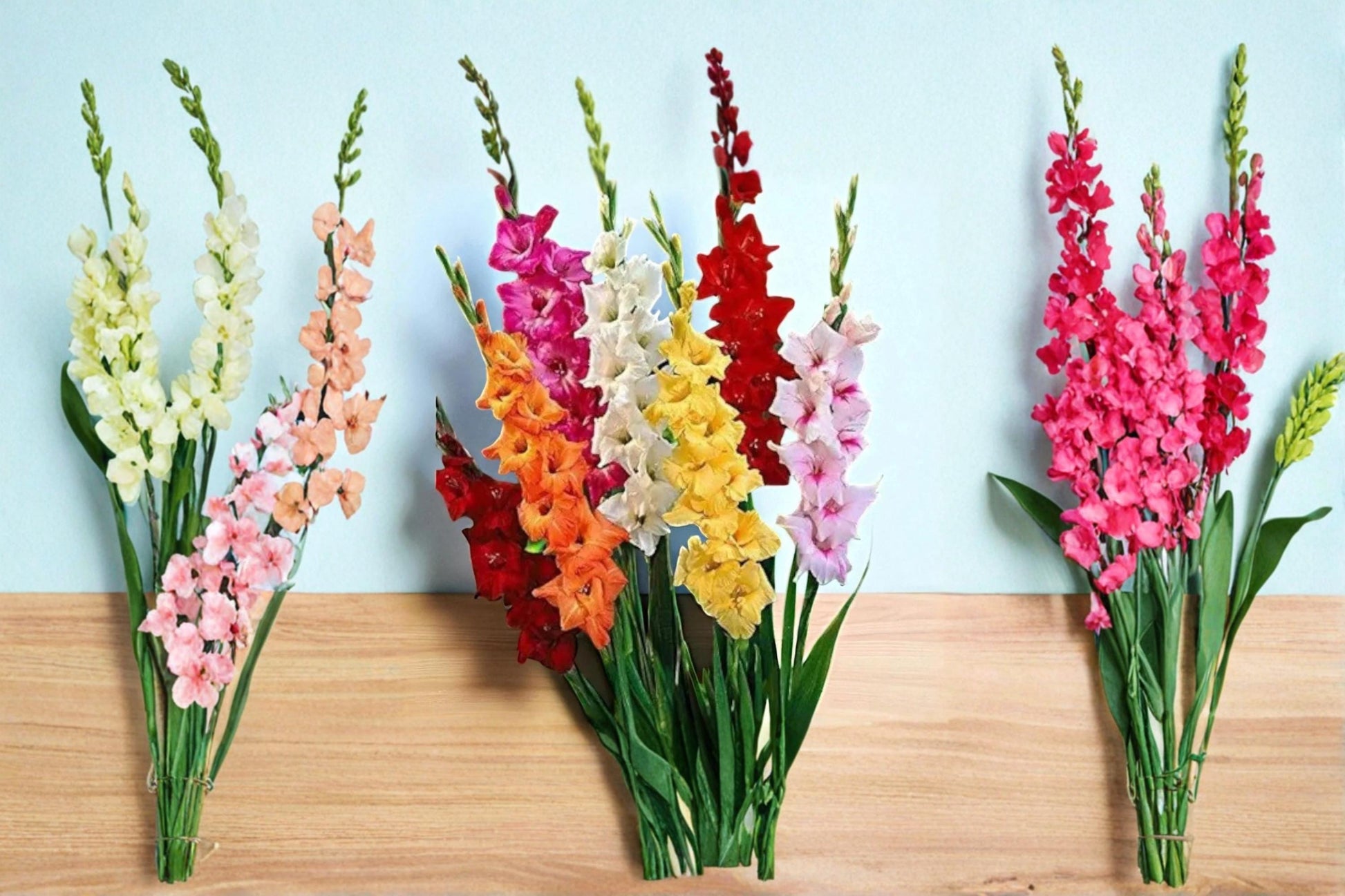 Gladiolus Bulb 1 Mixed Color Flowering Plant - Gladiolus spp. Perennial Garden Bulb for Vibrant Summer Blooms
