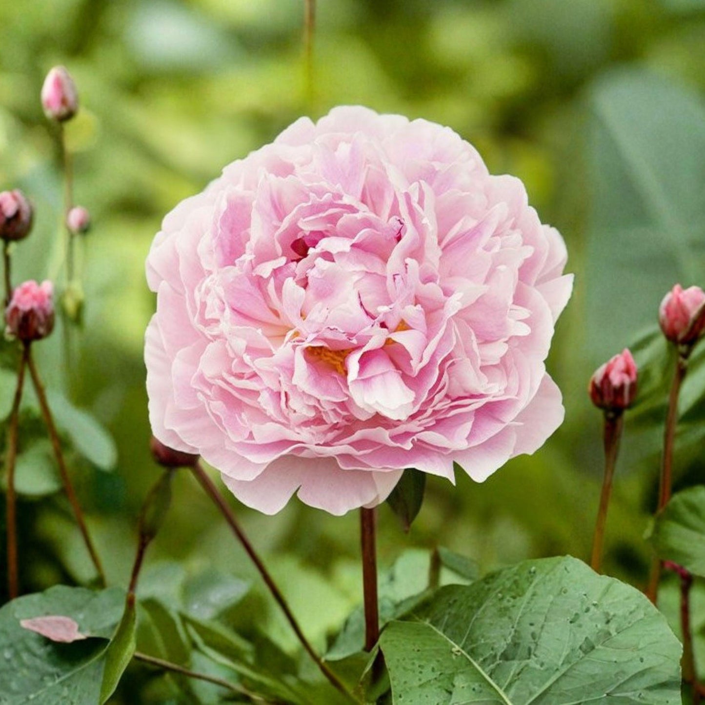 Peony Bulb, 1 Count, Double Pink Flowering, Sarah Bernhardt (Paeonia lactiflora) - Perennial Garden Plant
