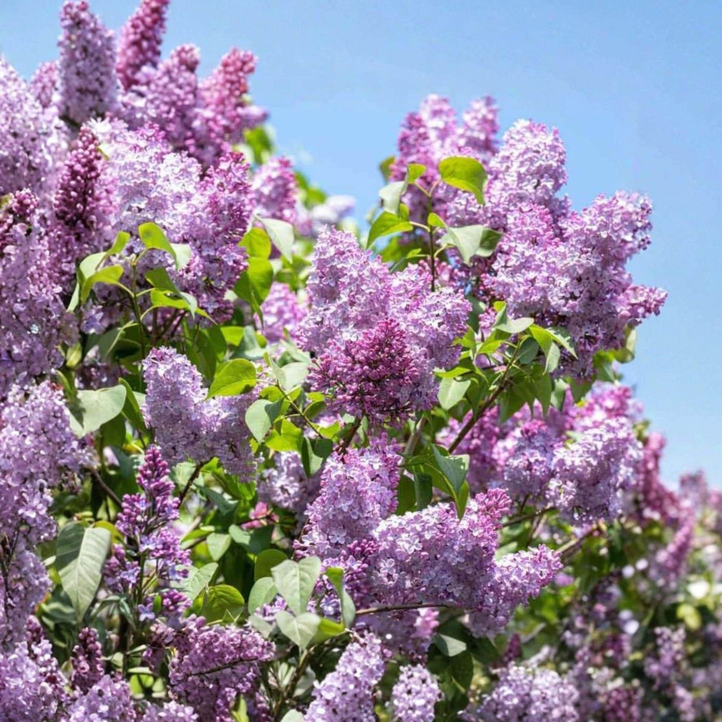 Old Fashioned Purple Lilac Bush, 1 Bare Root Plant, Fragrant Flowering Shrub, Syringa vulgaris, 6–12 Inches