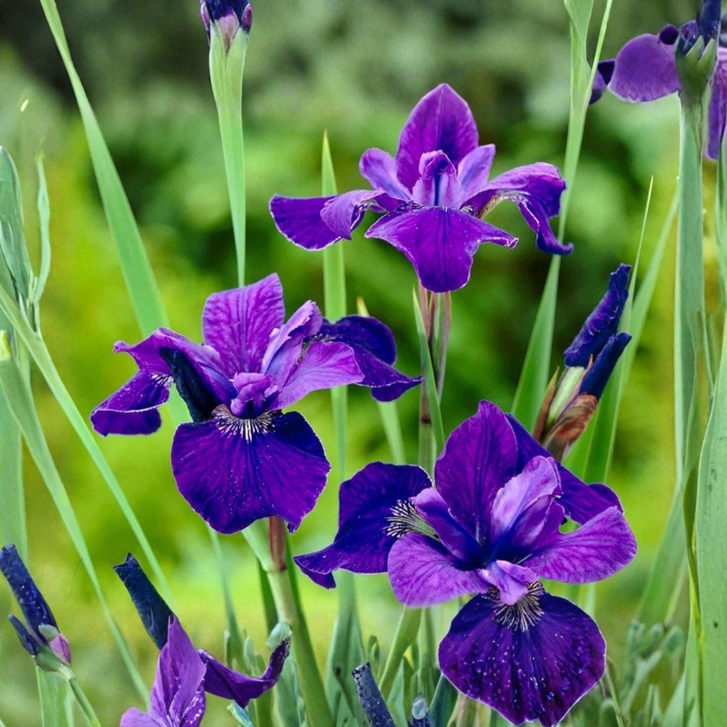 Japanese Iris Rhizomes, 3 Count, Purple Flowering Perennial, Iris ensata ‘Caesars Brother’ for Garden