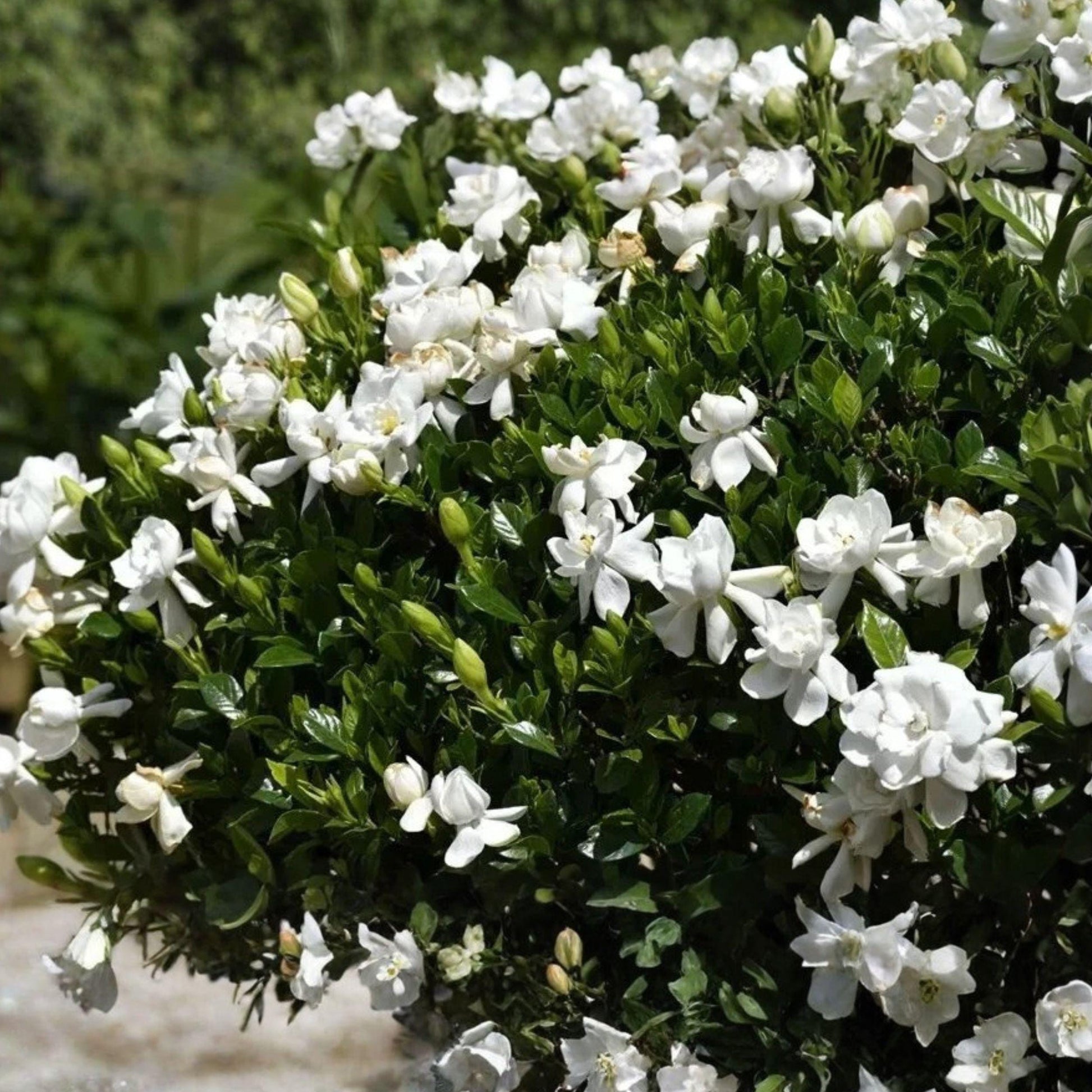 Southern Gardenia Cuttings, 8 Pack, Fragrant Flowering Shrub, Gardenia jasminoides, Unrooted Cuttings for Garden Growing