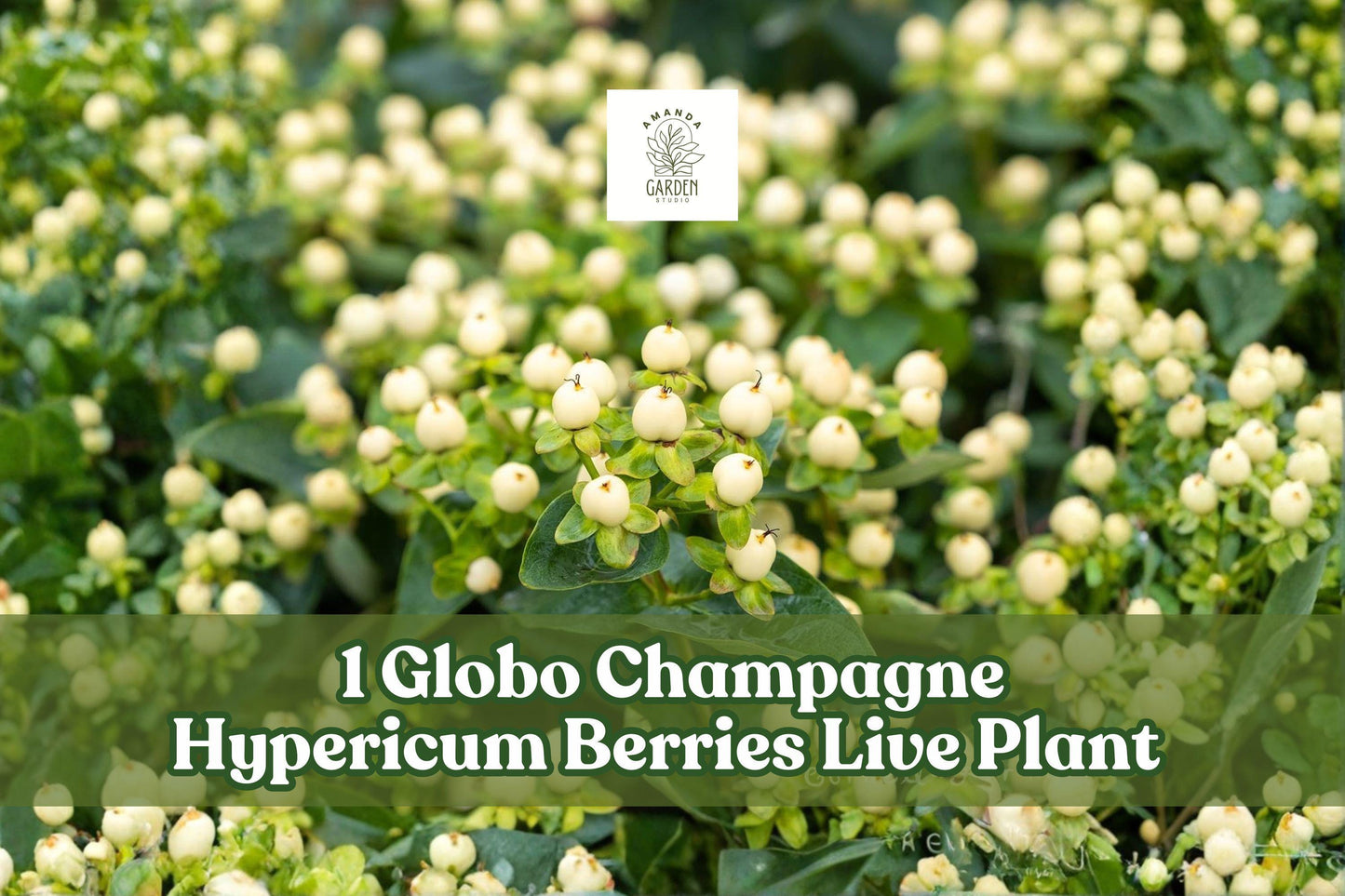 GLOBO™ Champagne Hypericum Berries Live Plant Plug - Ornamental Shrub for Cut Flower Arrangements, Hypericum spp.