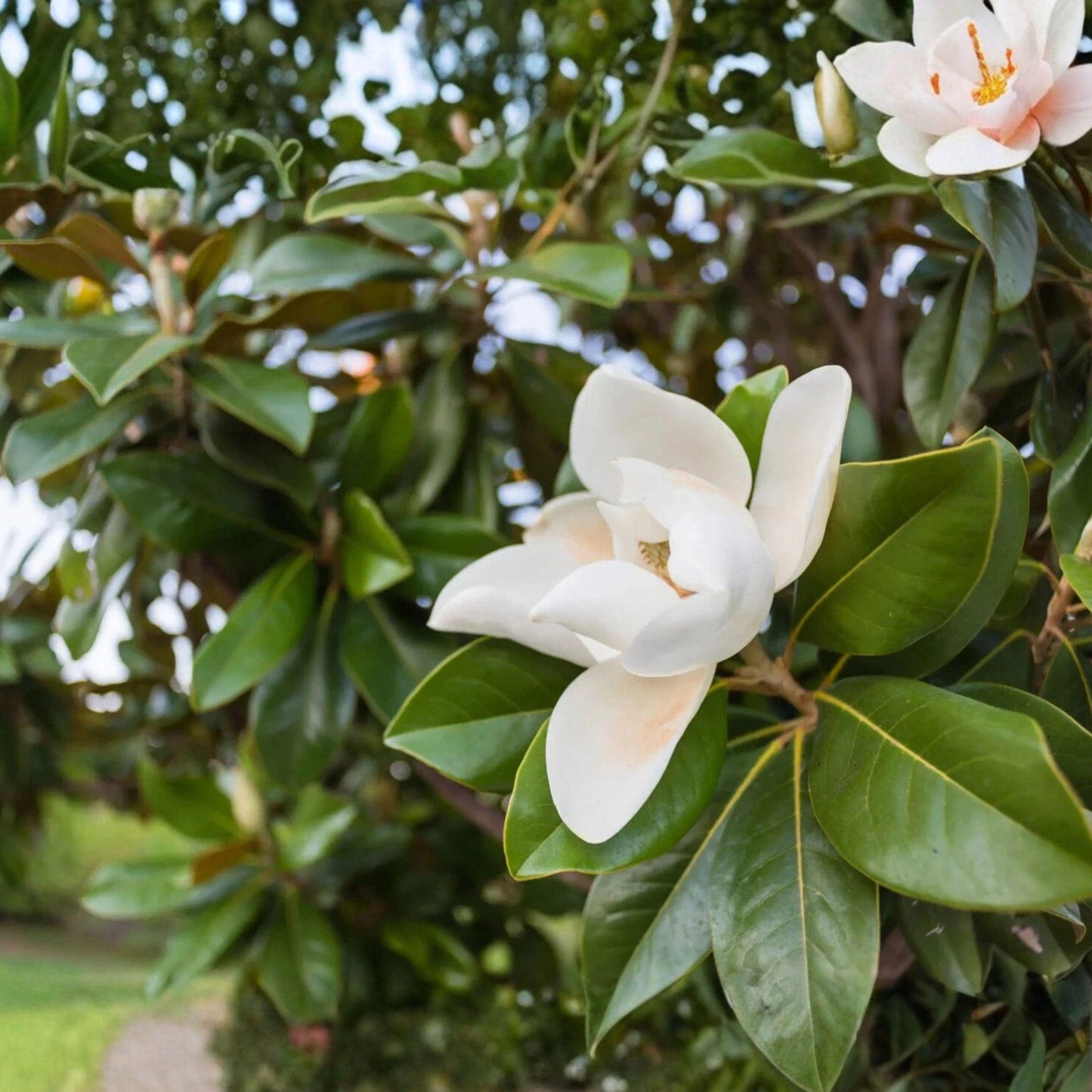 Southern Magnolia Tree Cuttings, 8 Pack, Heirloom Evergreen for Garden, Magnolia grandiflora