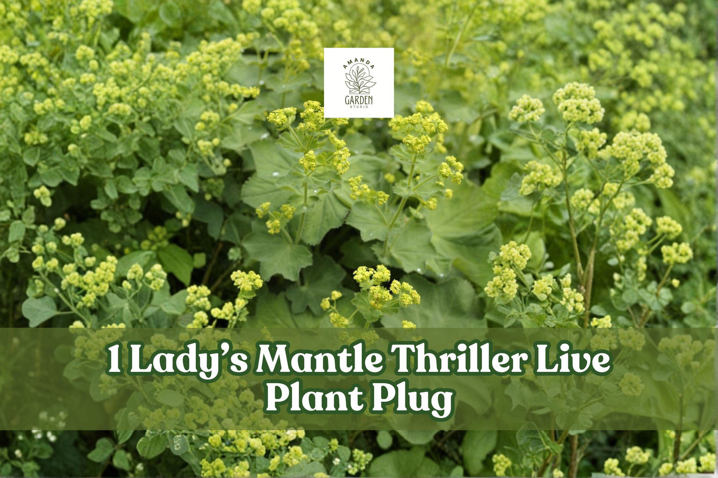 Lady’s Mantle Thriller Live Plant Plug, Alchemilla Mollis Perennial, Green Scalloped Foliage for Garden Borders, Ornamental Plant