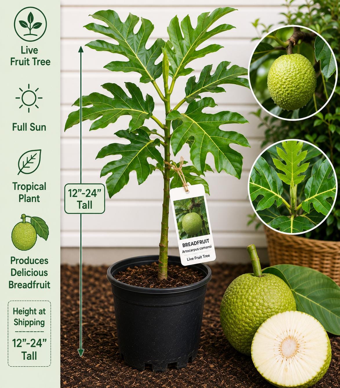 Breadfruit Live Fruit Tree 12-24 Inches - Artocarpus camansi - Non-GMO Tropical Plant for Home Garden