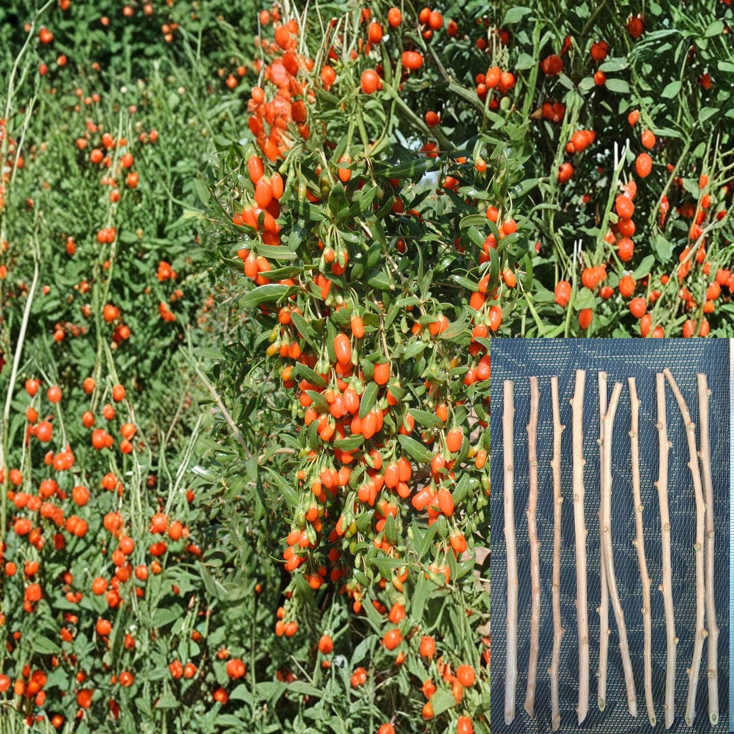 Goji Berry Cuttings - 10 Unrooted Cuttings - Lycium barbarum - Healthy & Fresh - Perfect for Propagation