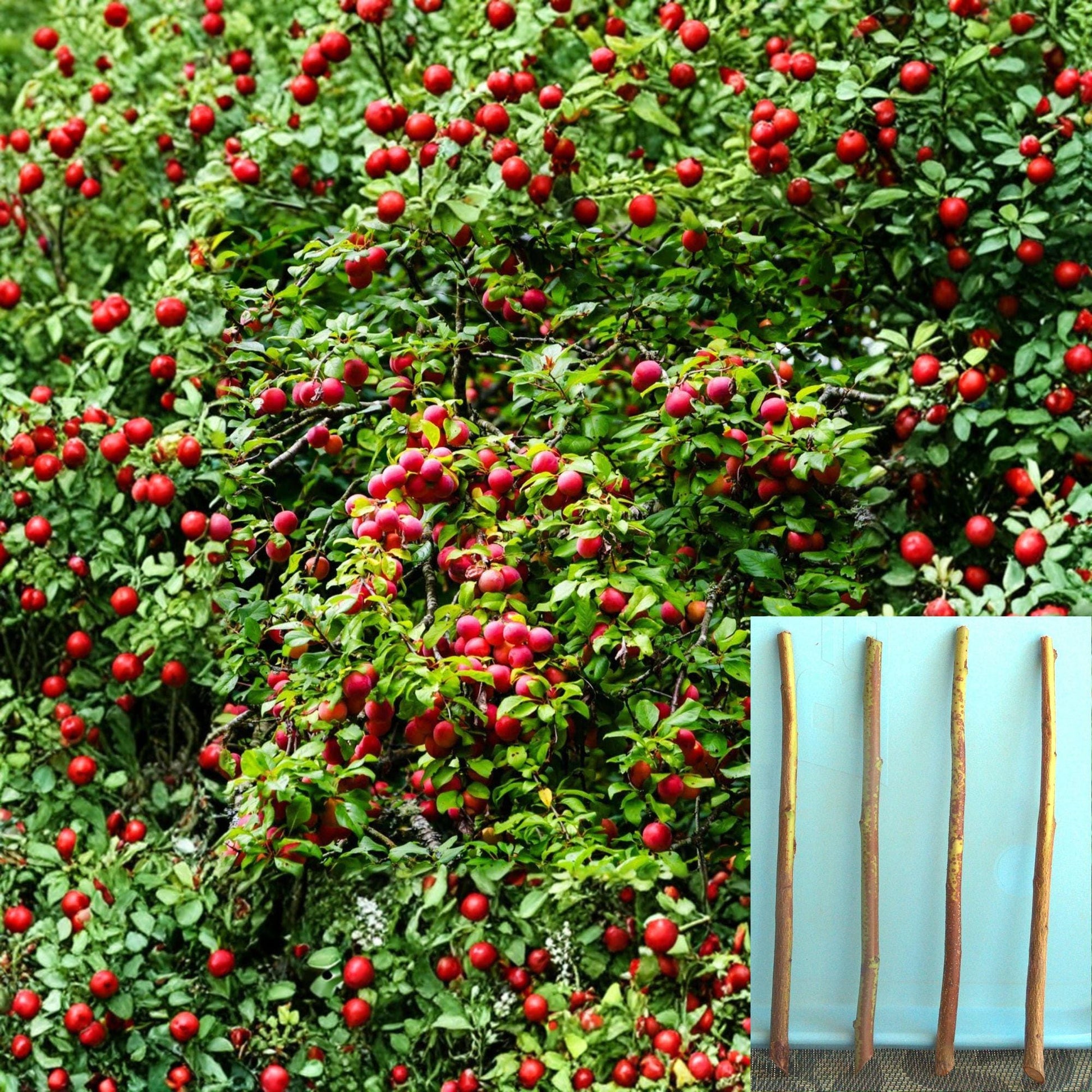Plum Cuttings 4 Pack Semi Dwarf Rootstock Prunus domestica - Unrooted Fruit Tree Propagation Grafting Essentials