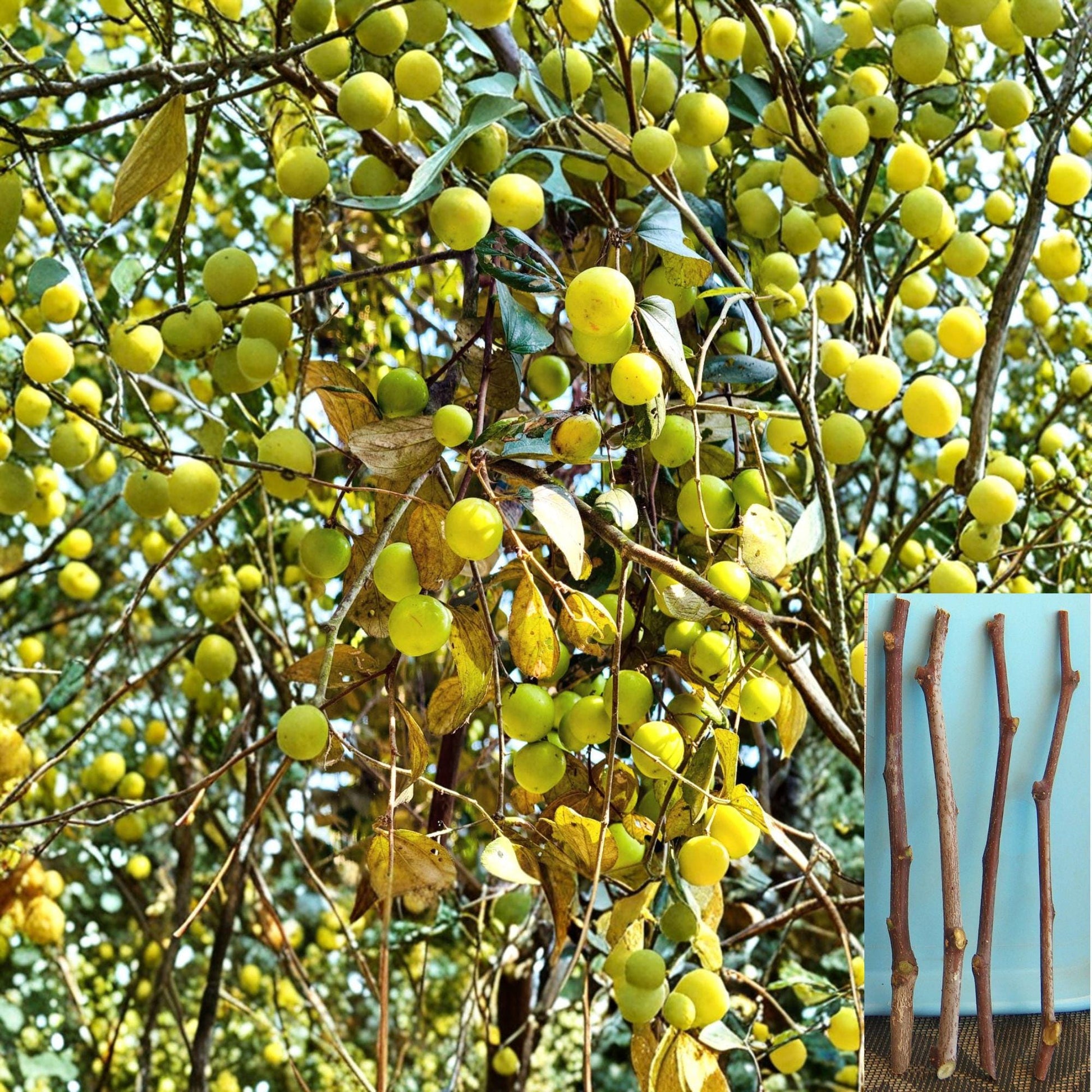Sour Jujube Cuttings - 4 Unrooted Ziziphus jujuba - Ideal for Grafting or Rootstock - Edible Fruit Plant for Garden Propagation