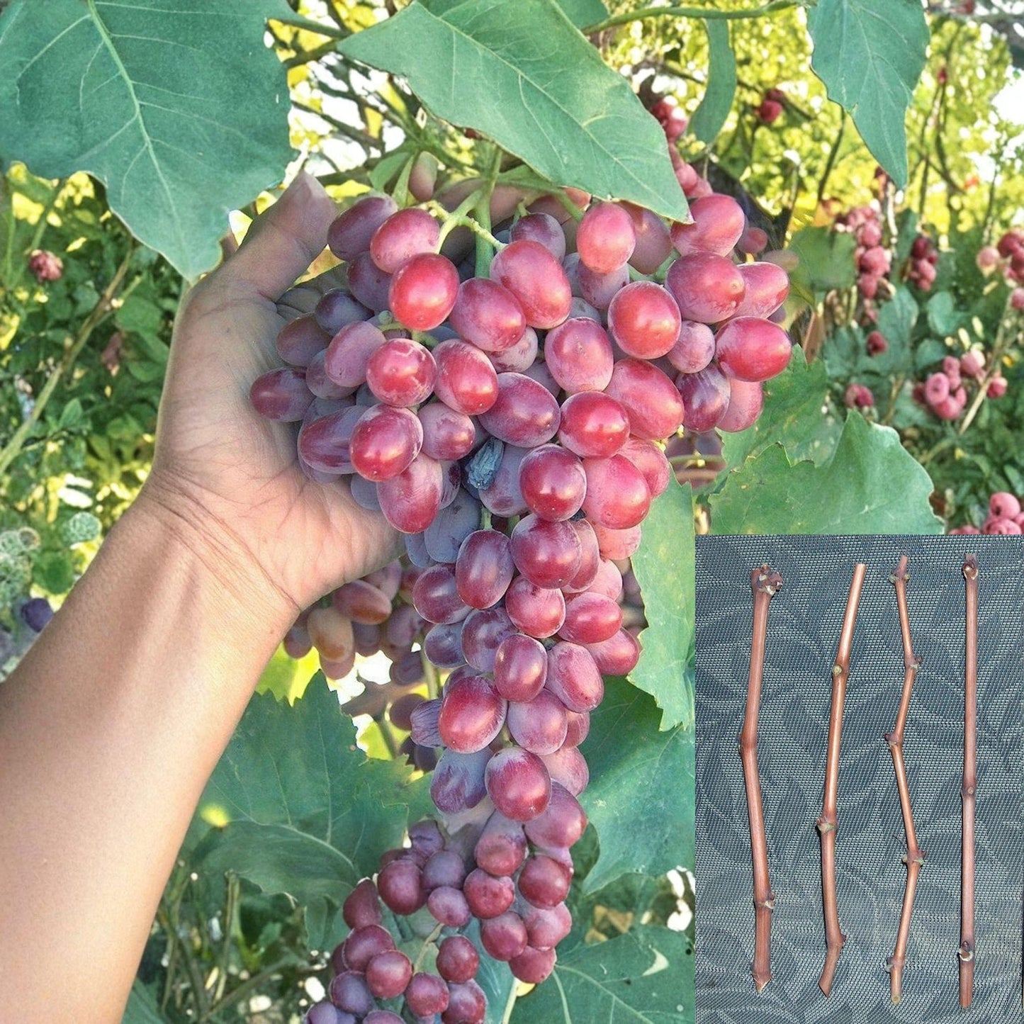 Crimson Grape Cuttings - 4 Unrooted Vitis vinifera, Red Seedless Fruit, Late-Season Table Grape for Propagation