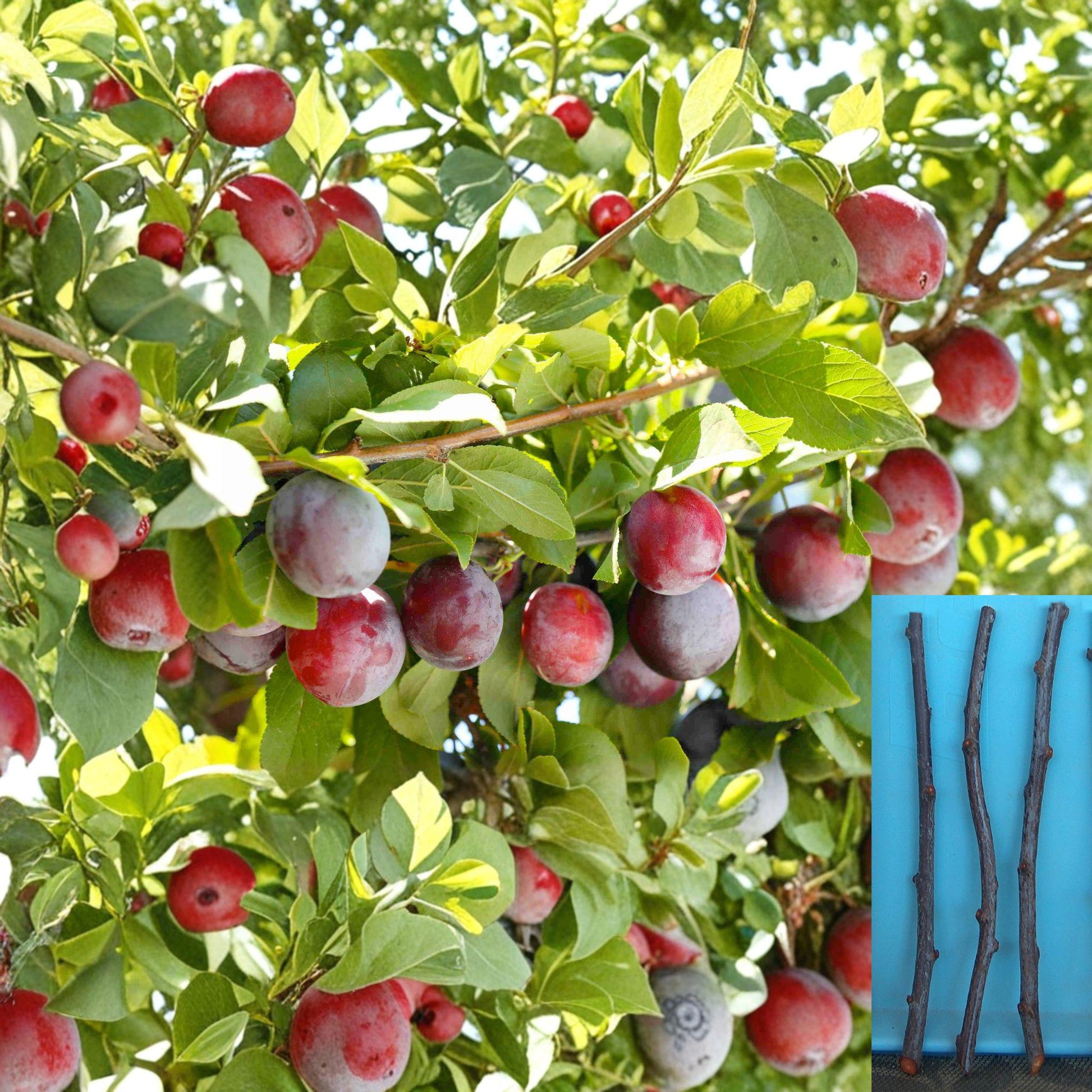 Santa Rosa Plum Cuttings 3 Pack - Prunus salicina - Unrooted Grafting Propagation Wood for Fruit Trees