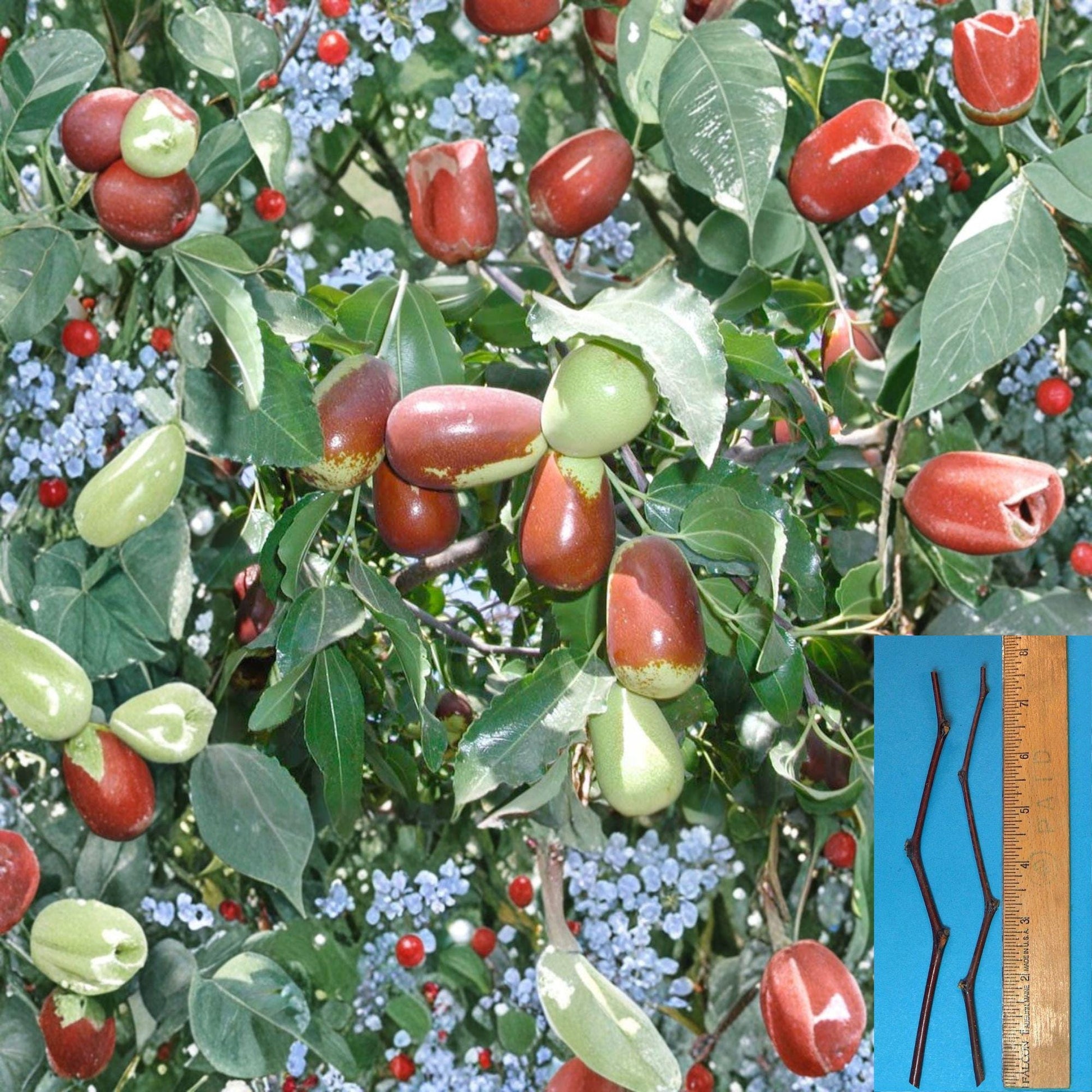 Lang Jujube Cuttings - 2 Unrooted 8" Ziziphus jujuba - Grafting Variety for Pear-Shaped Fruit