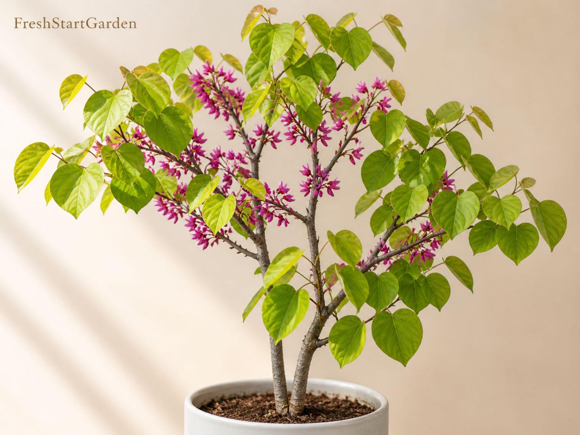 Eastern Redbud Plant 12-24in Bare Root Cercis canadensis Pink Purple Flowers Garden Tree