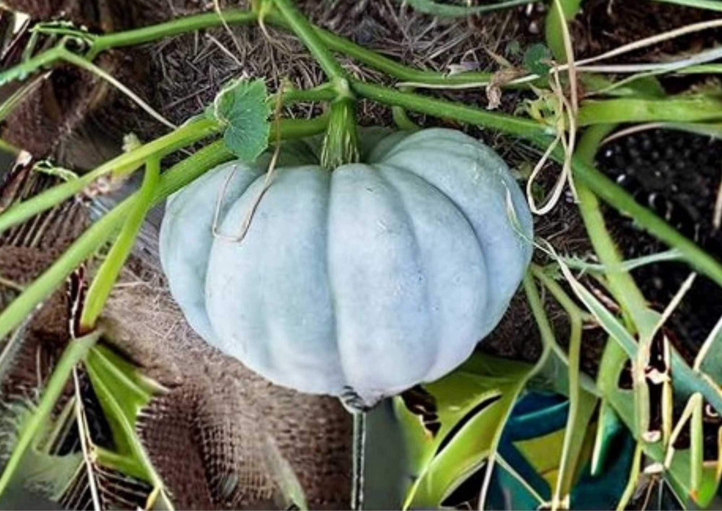Jarrahdale Blue Pumpkin Seeds - 15 Heirloom Seeds for Garden Planting, Queensland Cinderella, Blue Grey Sweet Flesh