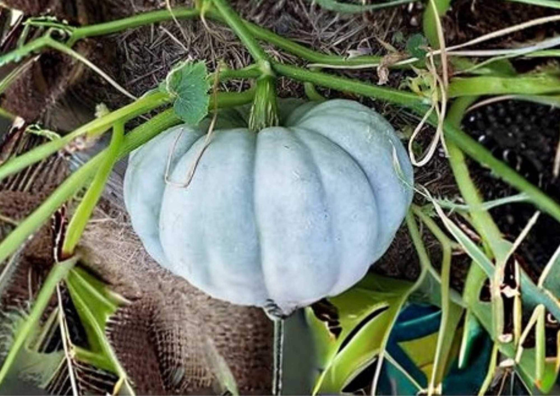 Jarrahdale Blue Pumpkin Seeds - 15 Heirloom Seeds for Garden Planting, Queensland Cinderella, Blue Grey Sweet Flesh