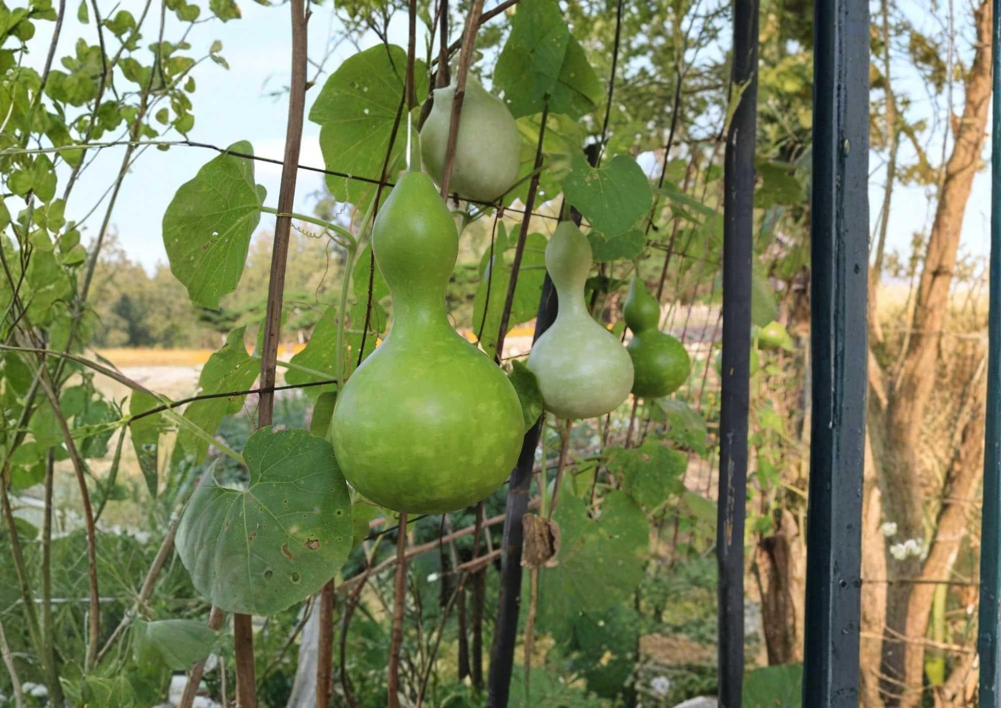 Purple Martin Birdhouse Gourd Seeds - 12+ Heirloom Garden Seeds for Planting, Large Hard Shell Ornamental Gourd Variety