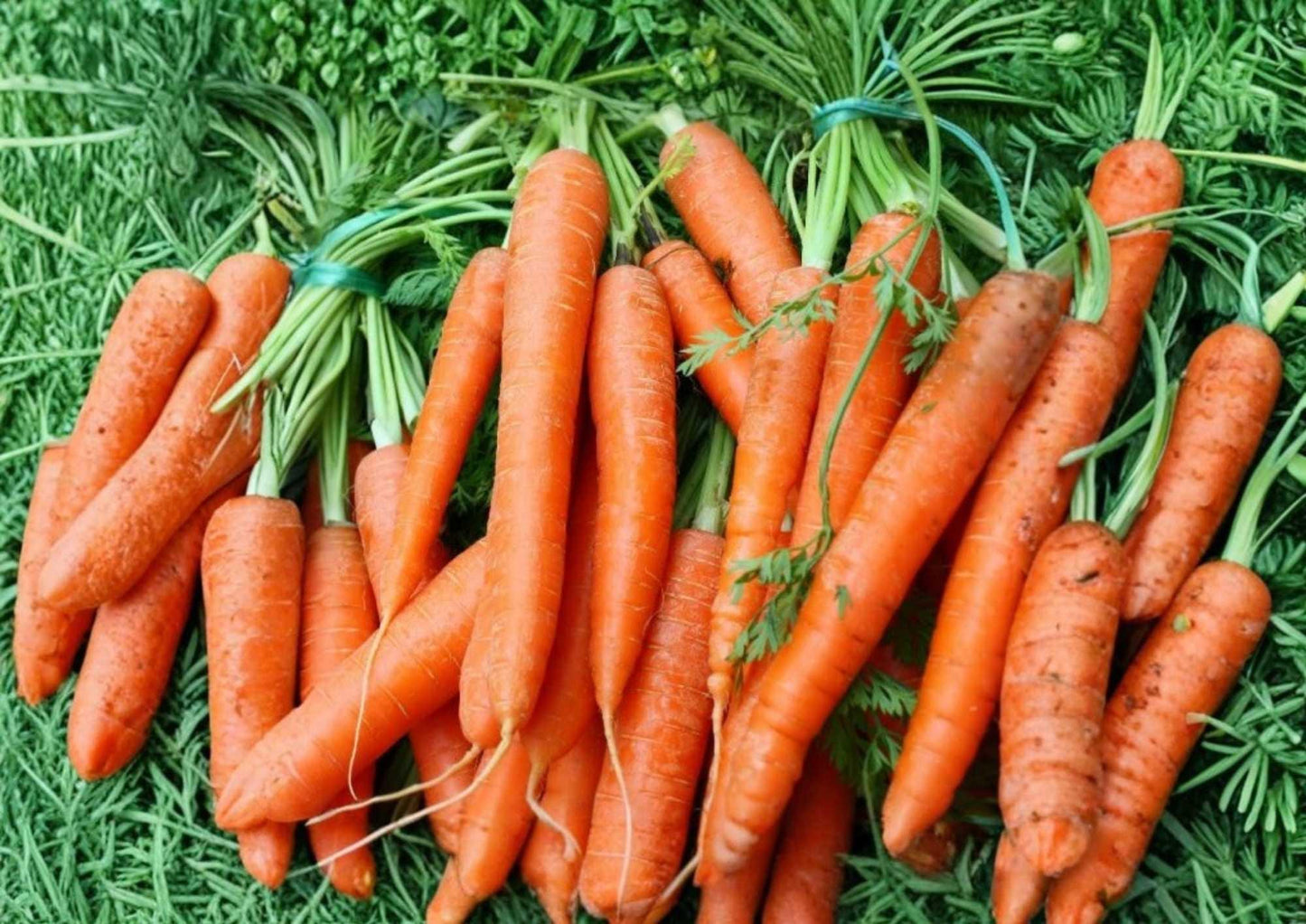 Tendersweet Carrot Seeds - 500+ Heirloom Organic Non-GMO Seeds for Garden Planting - Sweet Crisp Orange Roots