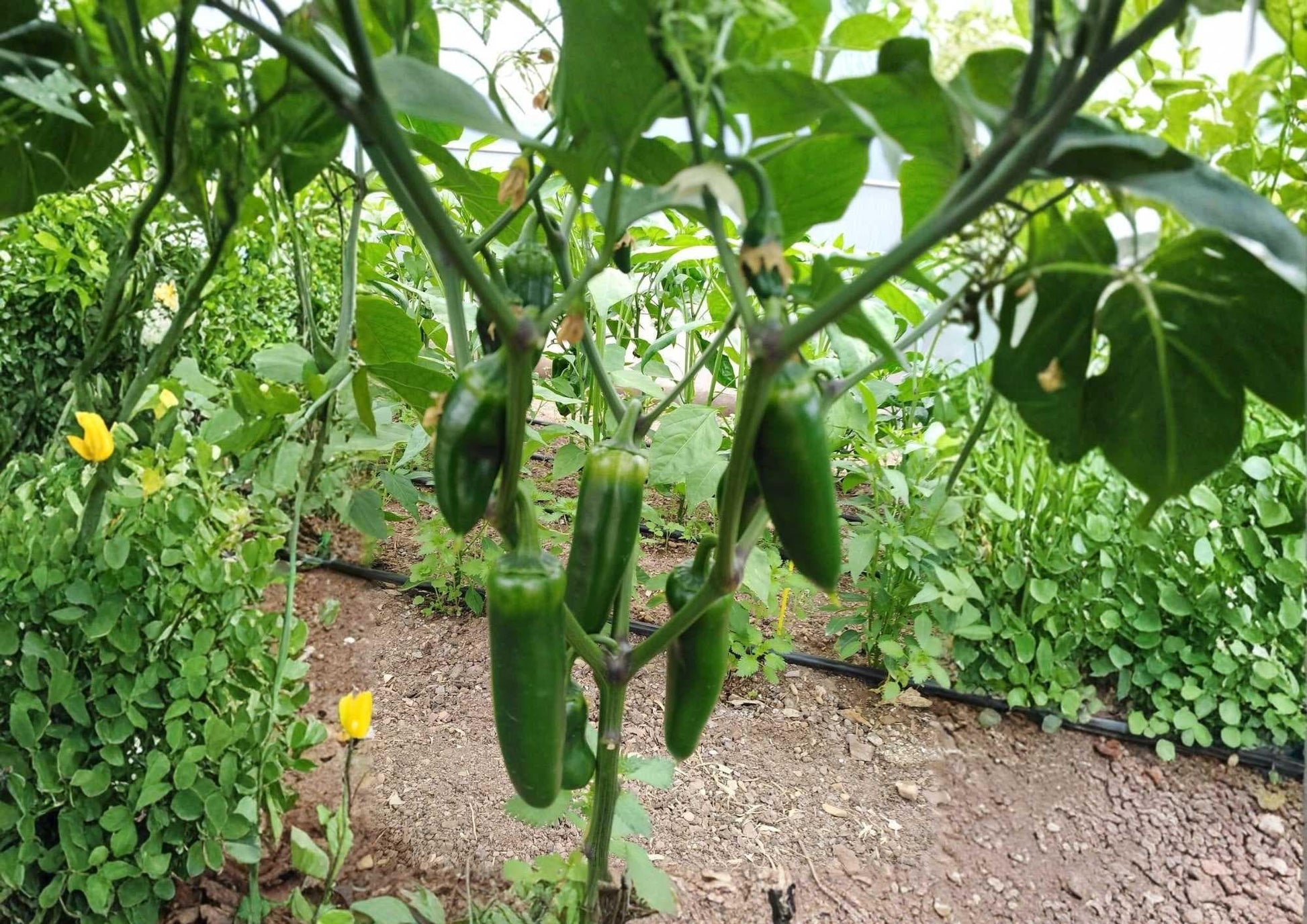 Early Jalapeno Pepper Seeds - 100+ Heirloom Non-GMO Chili Seeds for Garden Planting - Capsicum annuum - High Yield