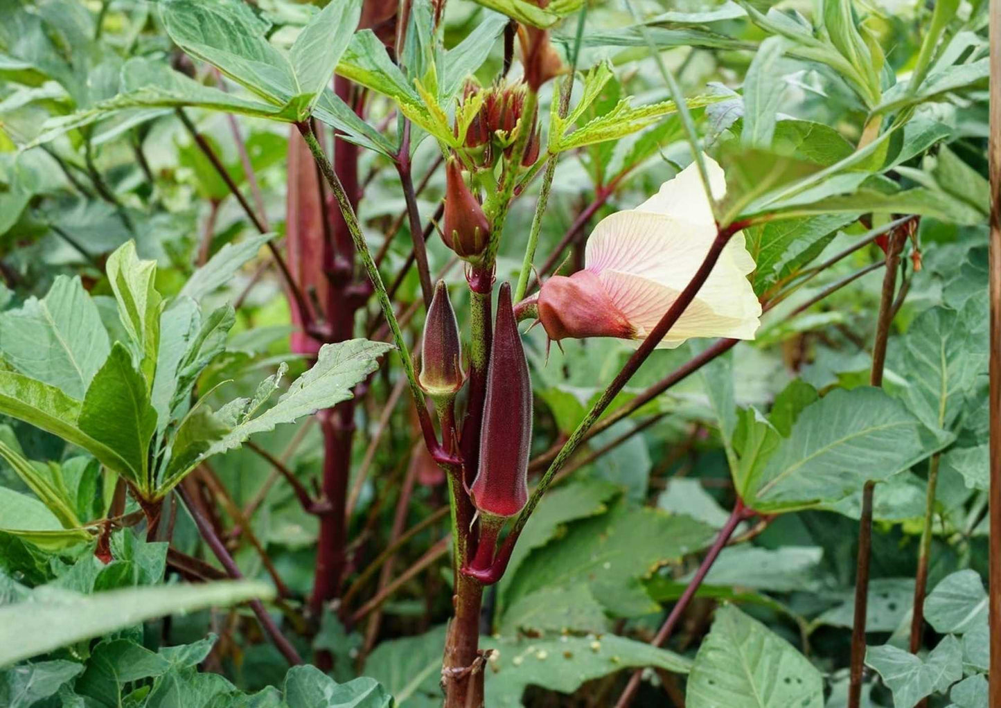 Texas Hill Country Red Okra Seeds - Heirloom Non-GMO Vegetable Seeds for Garden Planting - High Yield Variety, Deep Red Pods