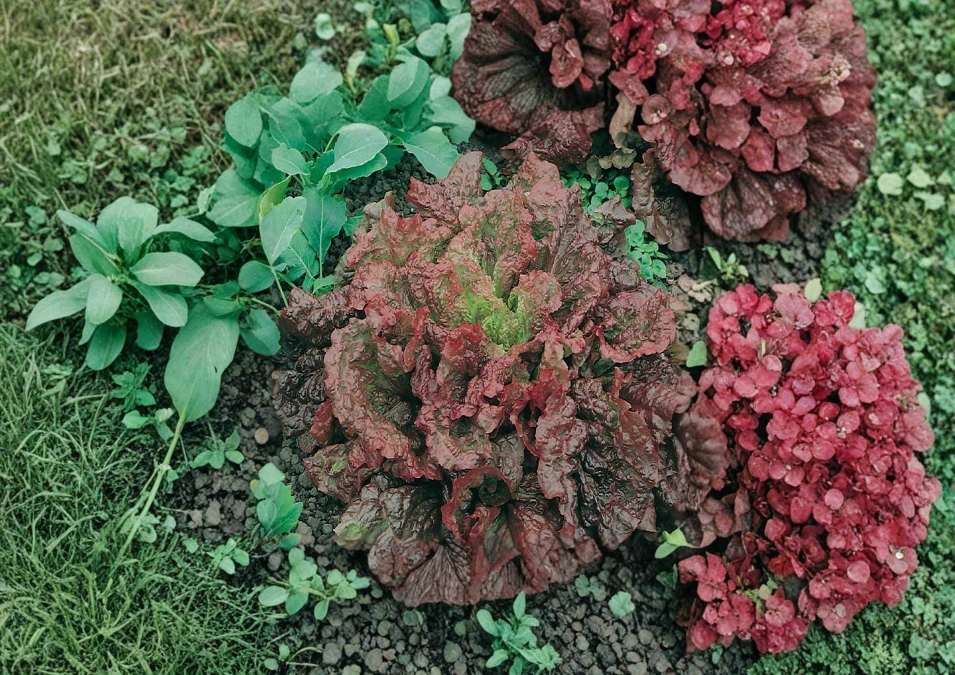 Flame Leaf Lettuce Seeds - 500+ Heirloom Organic Red Green Crisp Leaves - Fast Growing Vegetable Seeds for Garden Planting