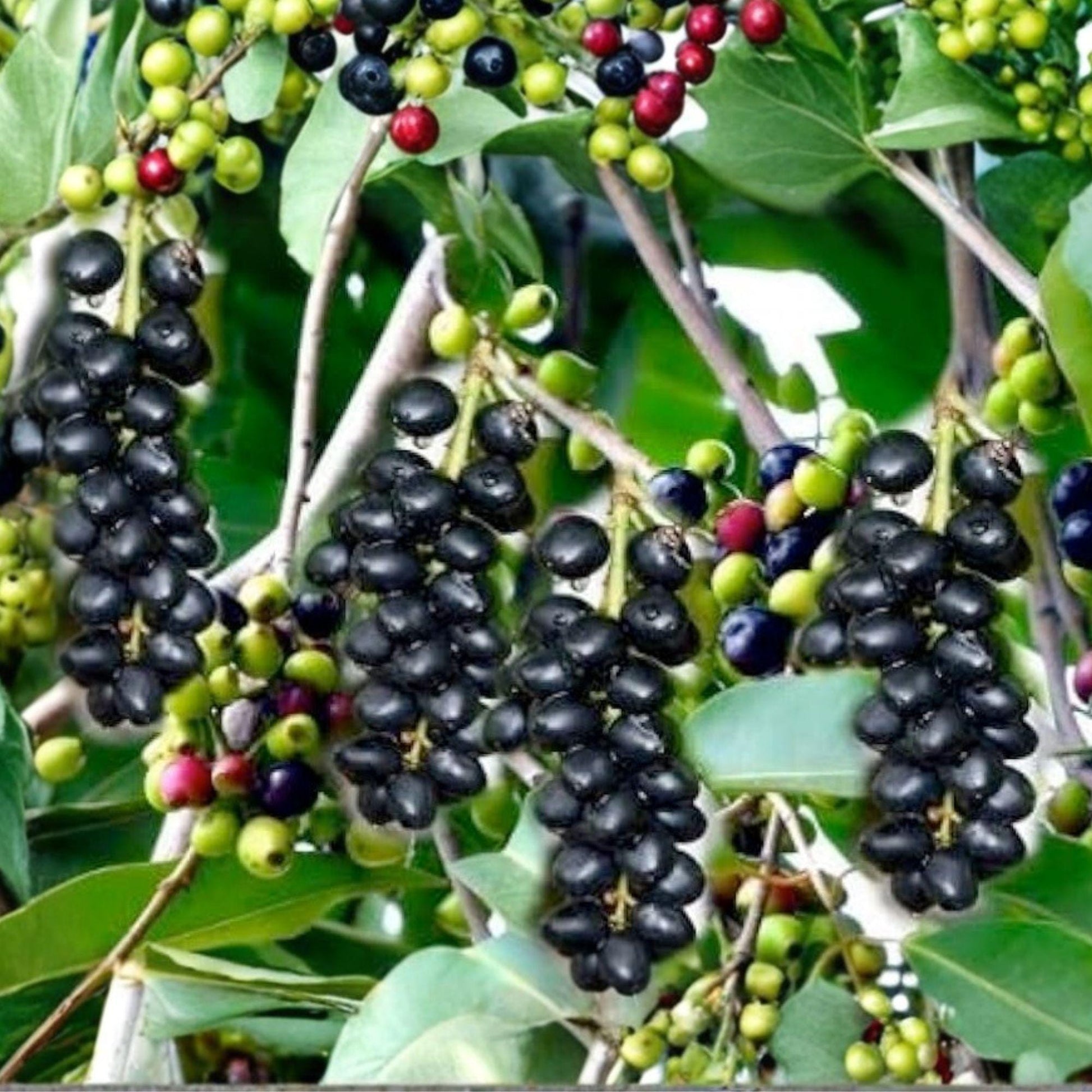 Jamun Cuttings 5 Pack - Syzygium cumini - Unrooted Stem Cuttings for Propagation - Tropical Fruit Tree Grafting
