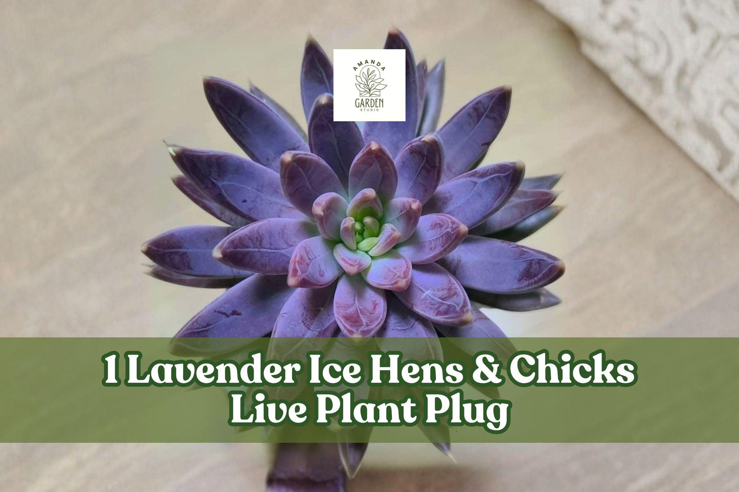 Lavender Ice Hens & Chicks Live Plant Plug - Sempervivum ‘Lavender Ice’ Hardy Succulent for Rock Gardens & Containers