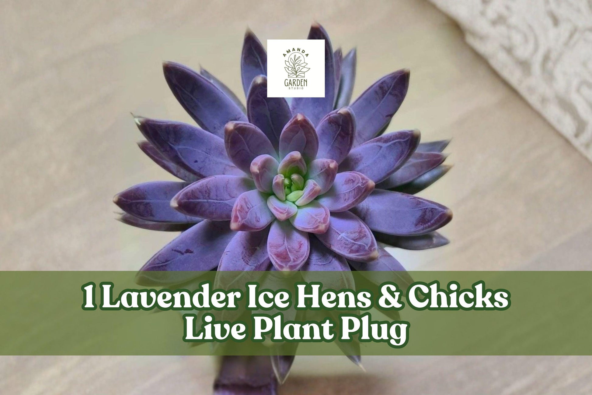 Lavender Ice Hens & Chicks Live Plant Plug - Sempervivum ‘Lavender Ice’ Hardy Succulent for Rock Gardens & Containers