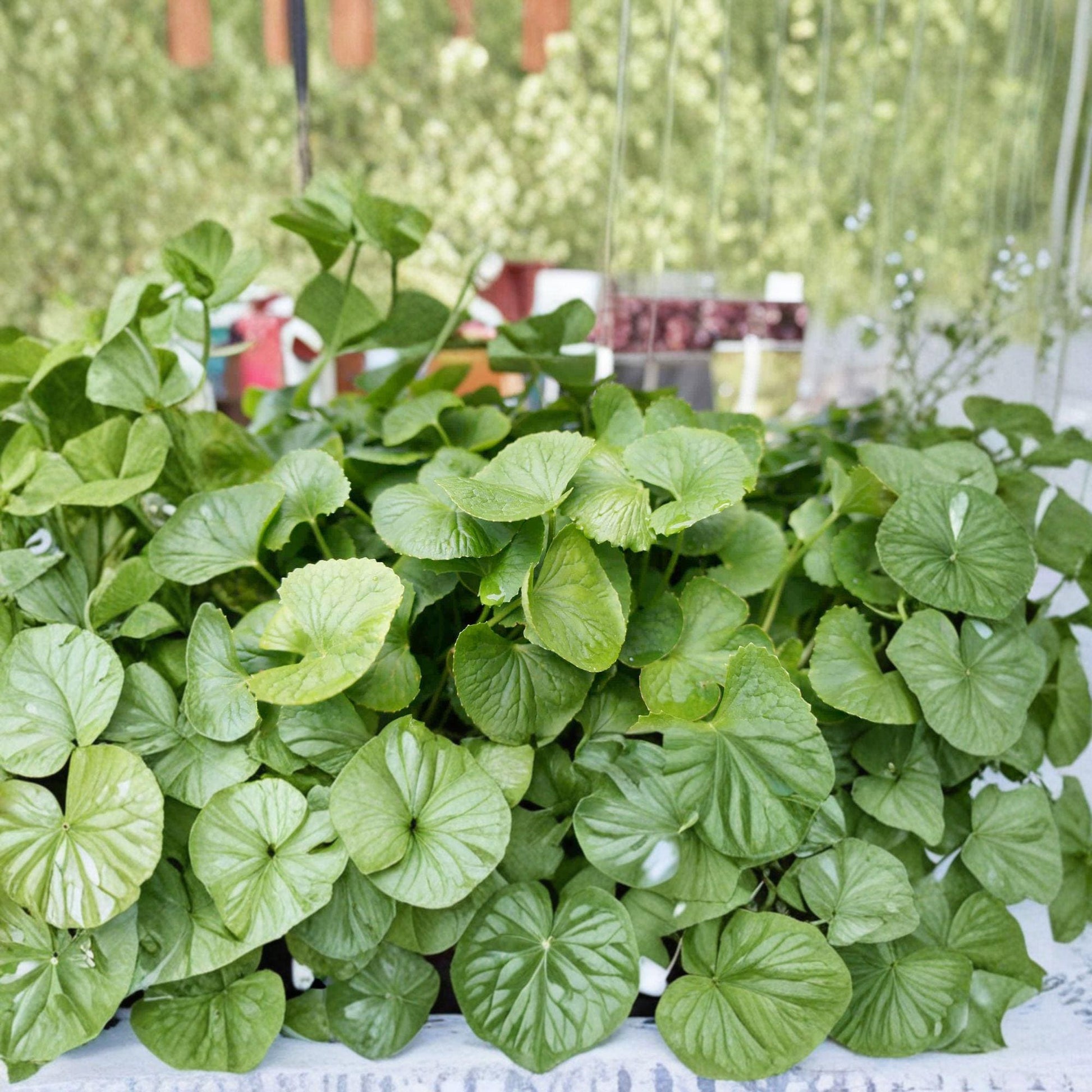 Gotu Kola Bare Roots - 10 Live Plants - Centella asiatica - Low-Growing Ground Cover - Freshly Harvested Herb