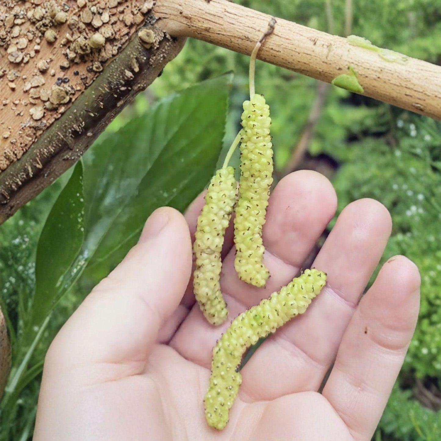 Pakistan White Mulberry Cuttings - 10 Unrooted Stem Cuttings for Propagation - Morus alba