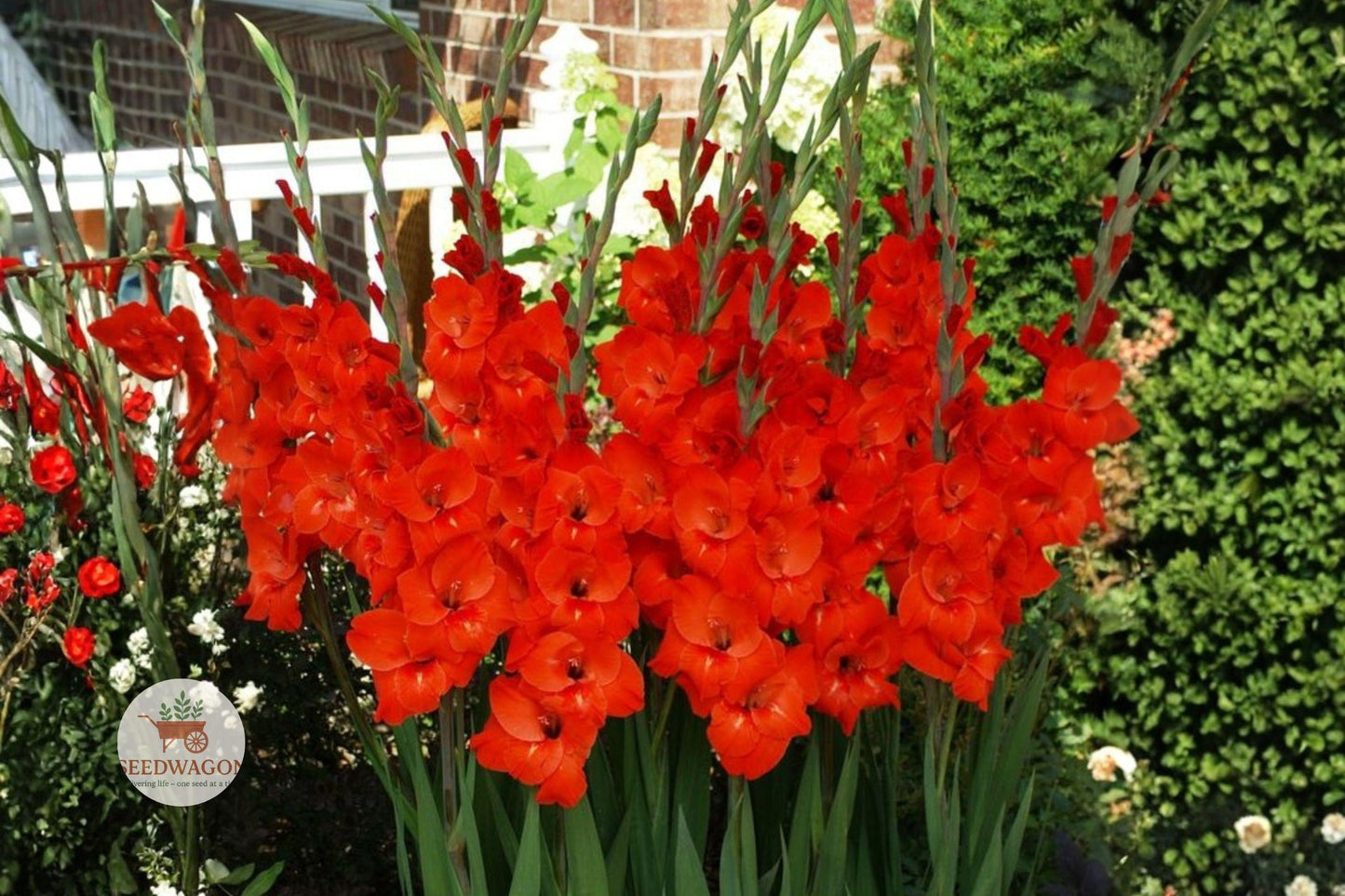 Red Gladiolus Bulbs - 10 Count, Bold Deep Red Flower Spikes, Gladiolus spp. for Cutting Garden & Floral Arrangements
