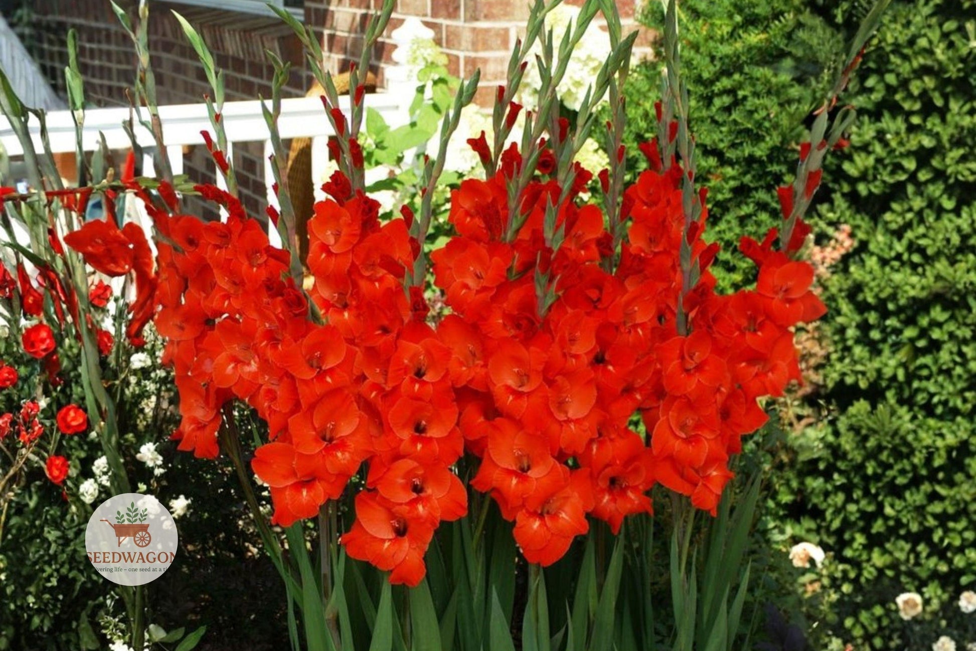 Red Gladiolus Bulbs - 10 Count, Bold Deep Red Flower Spikes, Gladiolus spp. for Cutting Garden & Floral Arrangements
