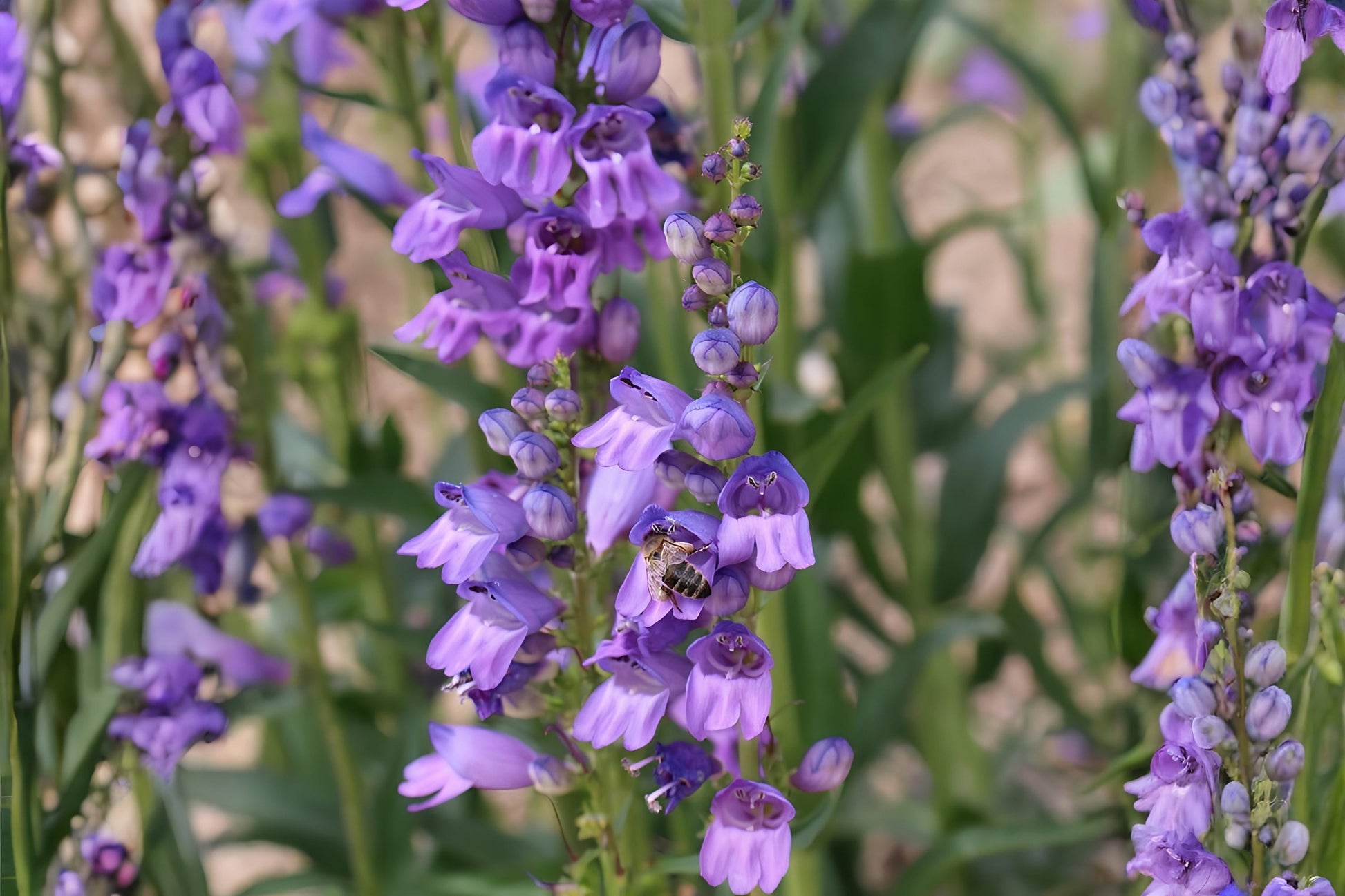 Rocky Mountain Penstemon Seeds (100) - Penstemon strictus - Drought-Tolerant Native Perennial with Purple-Blue Flowers