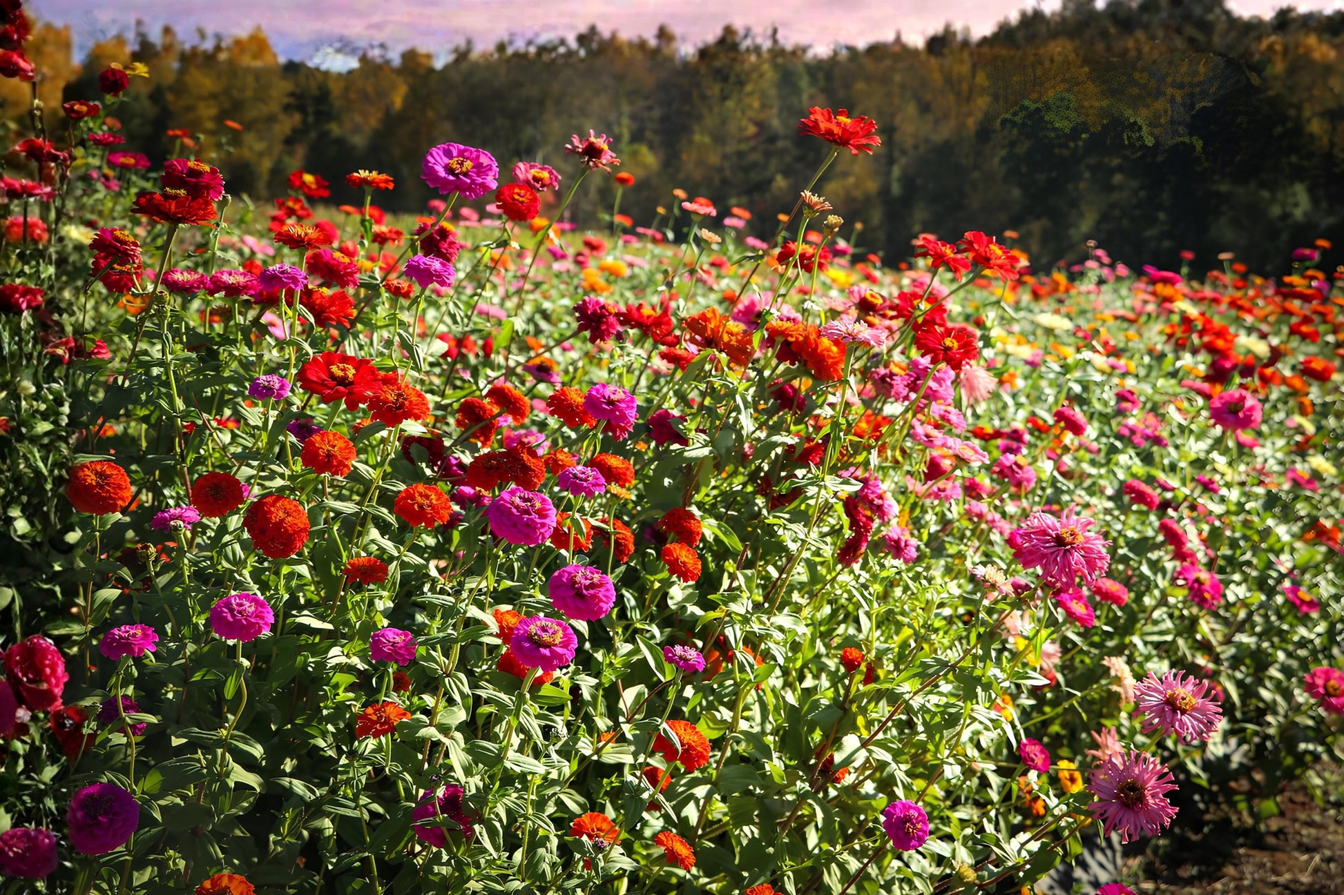 California Giants Zinnia Seeds (50) | Colorful Heirloom Flower Mix | Zinnia elegans for Cutting Gardens and Borders