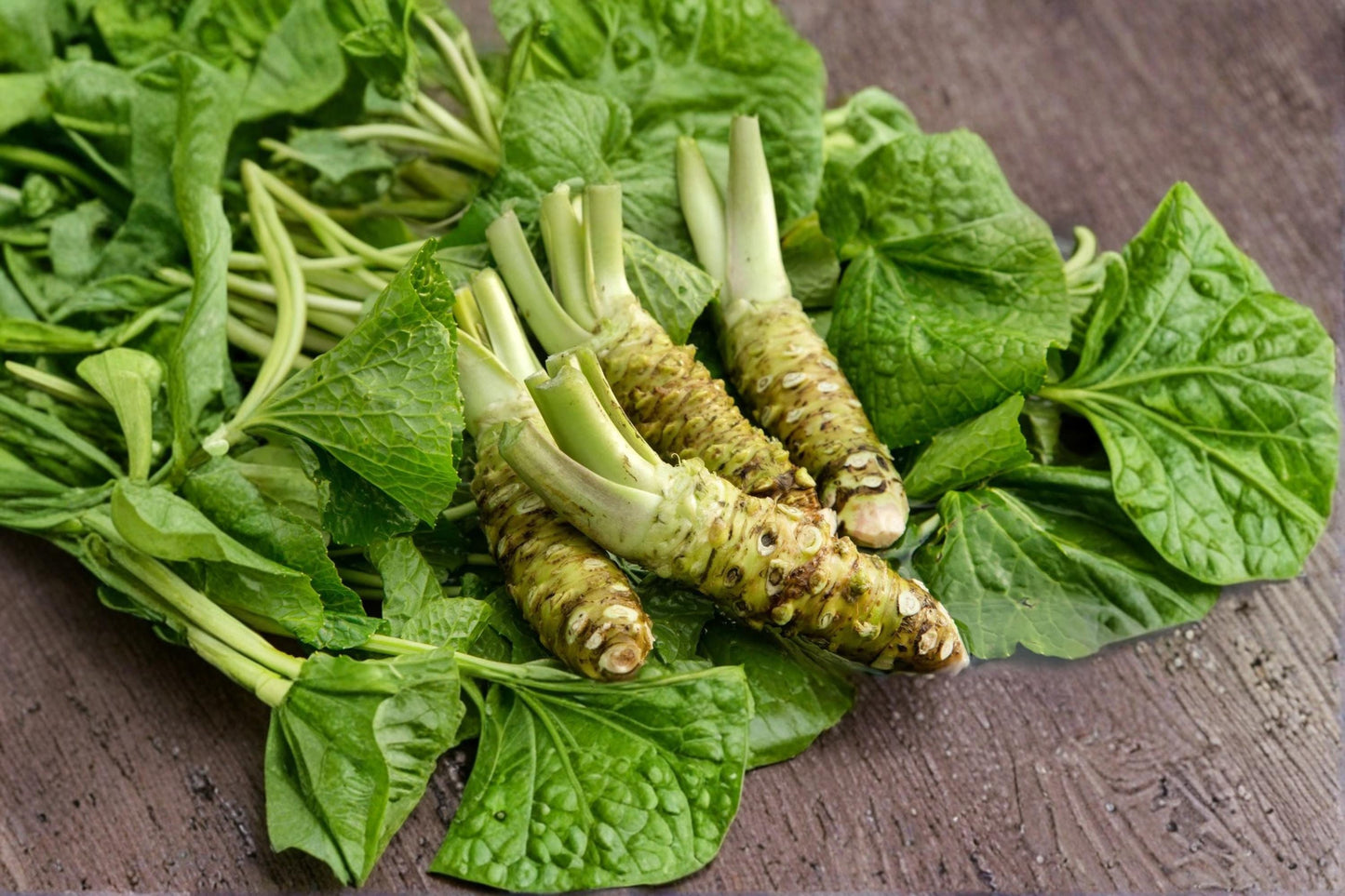 Wasabi Seeds 5 Pack - Japanese Wasabi (Wasabia japonica) - Edible Root Plant for Shade Gardens, Culinary Use