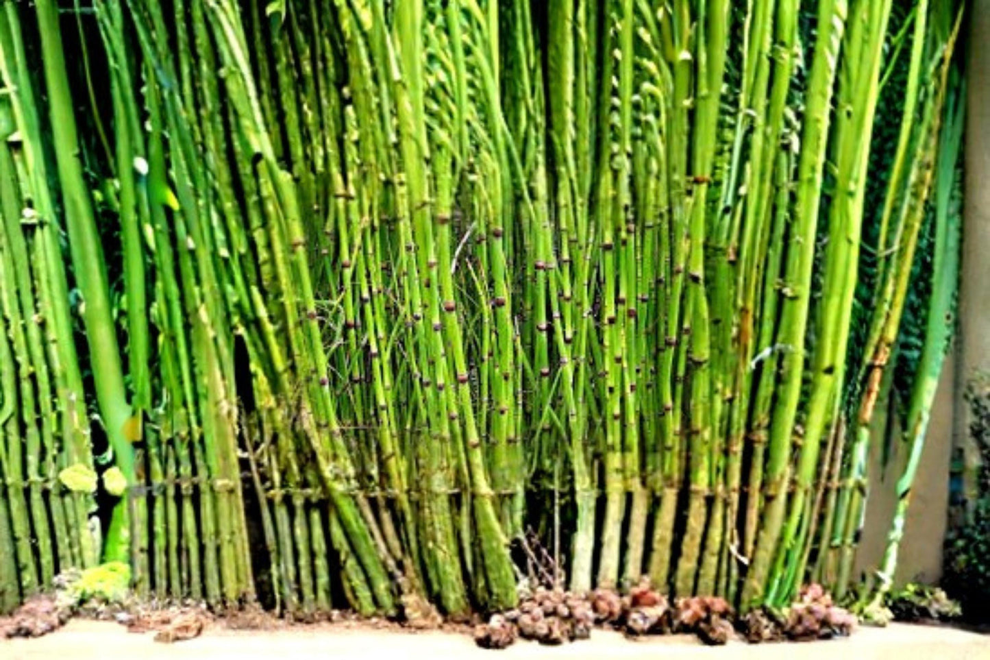 Horsetail Plant Cutting - 1 Equisetum hyemale - Unique Aquatic Perennial for Water Gardens, Ponds, and Damp Areas